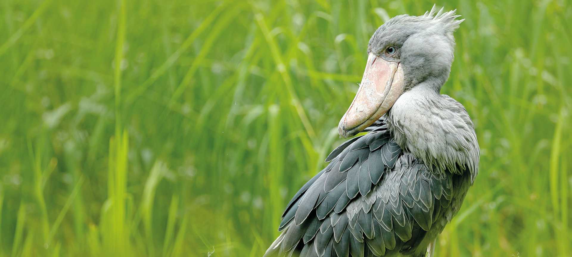 A shoebill bird stands in the long grass in Uganda