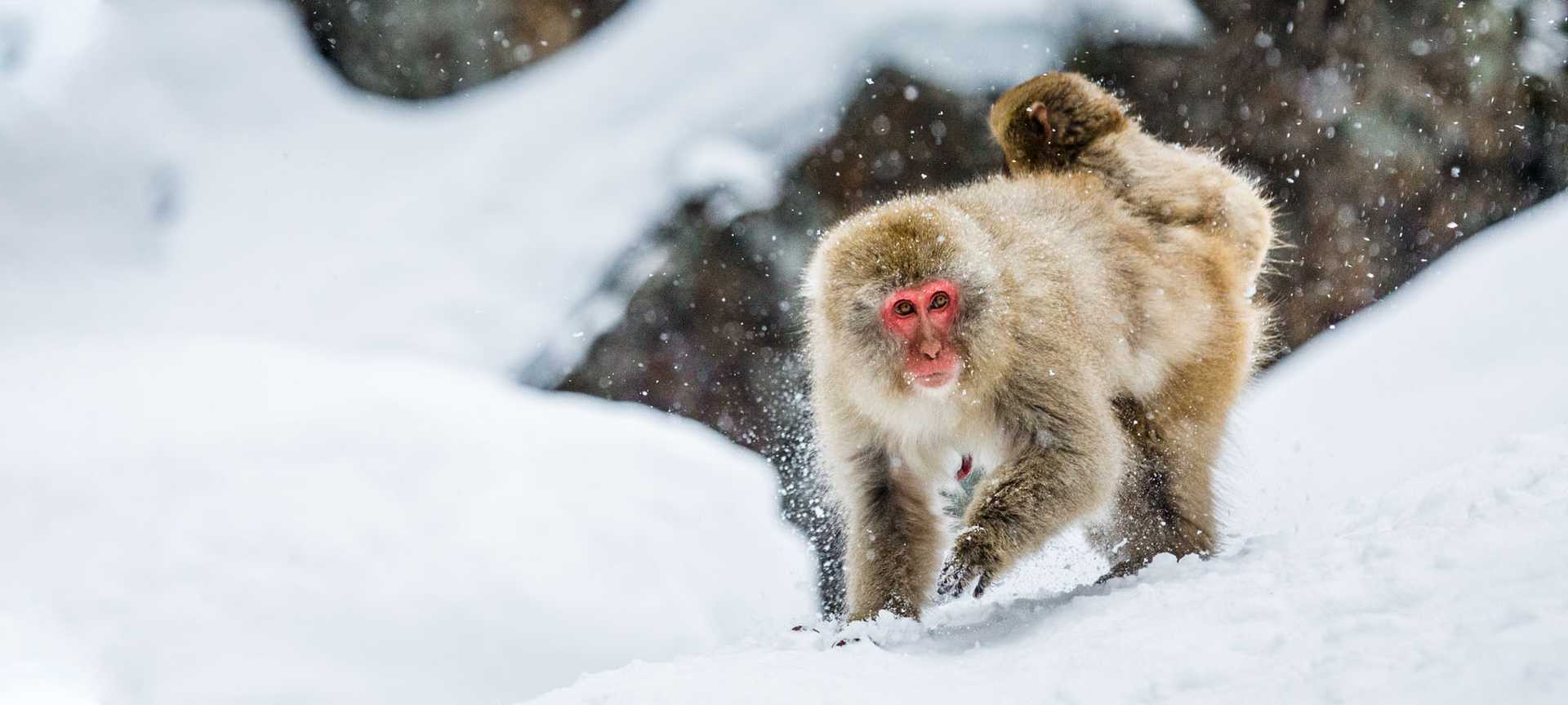 A Japanese macaque with her baby on her back walks through to the snow to an onsen in Japan