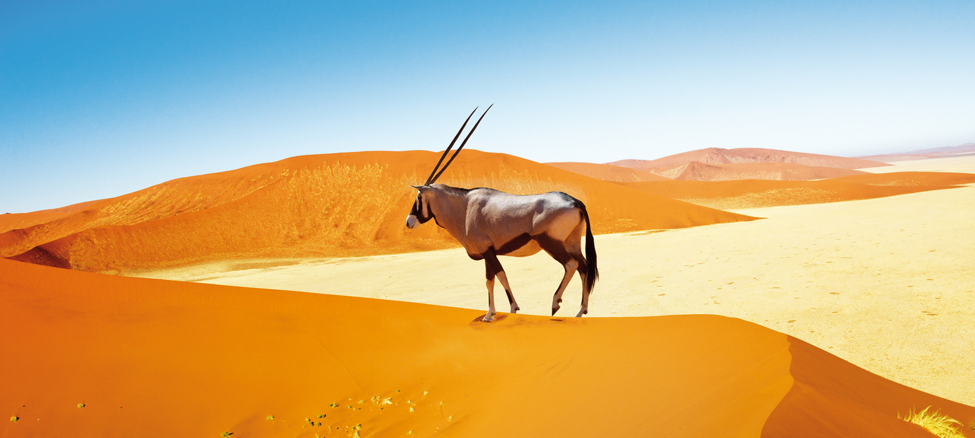 Oryx, Sossusvlei