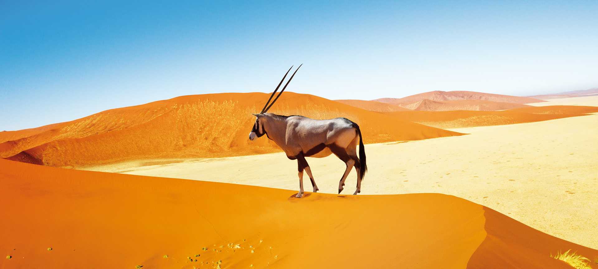 Oryx, Sossusvlei