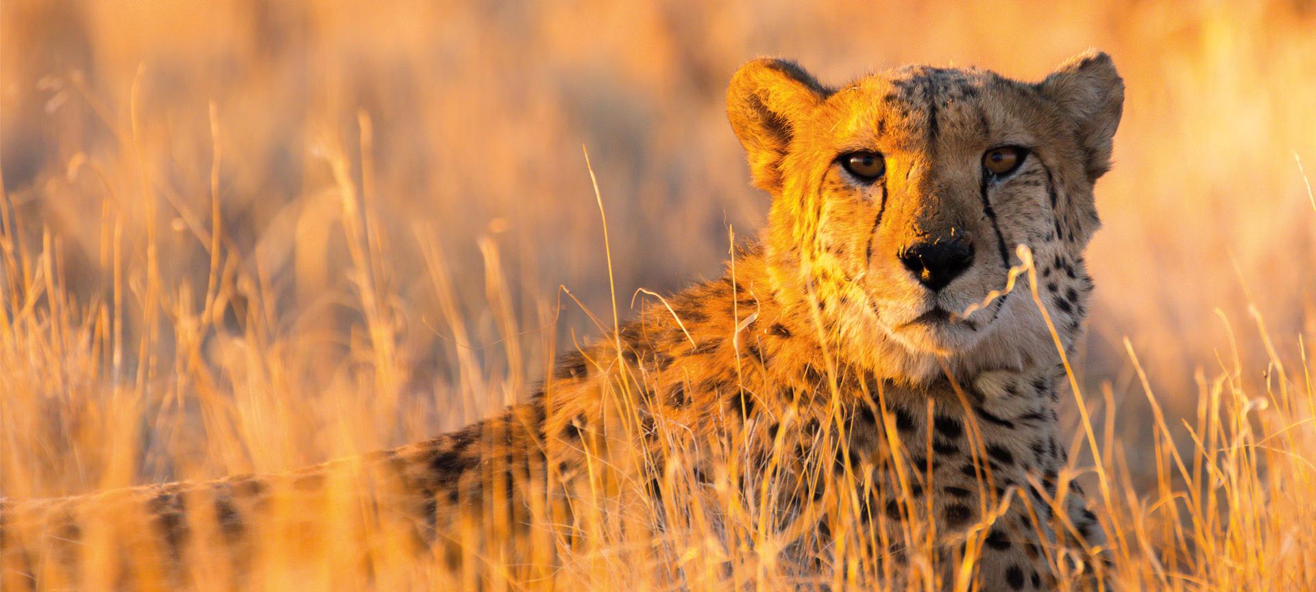 A cheetah looks towards the camera in Etosha National Park, Namibia