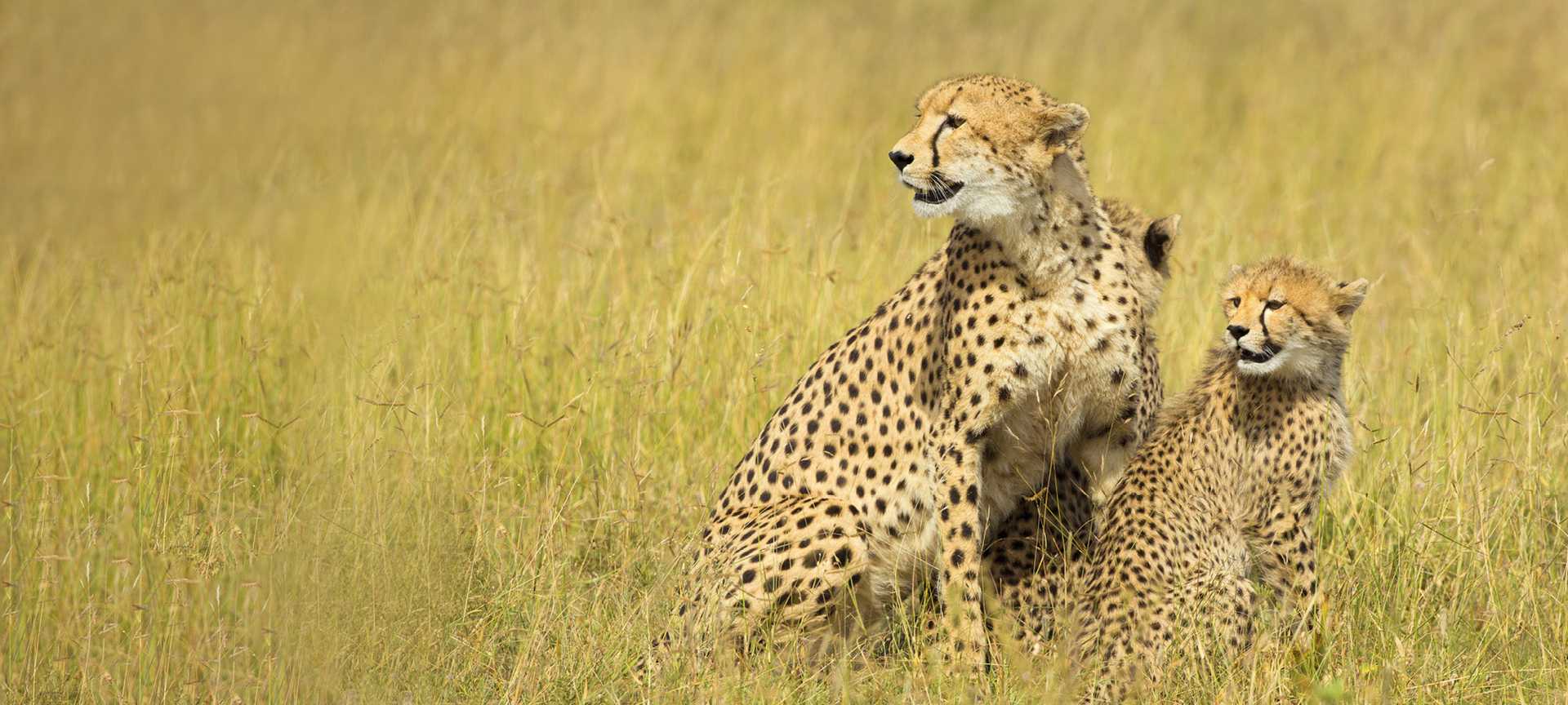 A cheetah with two cubs at Mala Mala private game reserve in South Africa