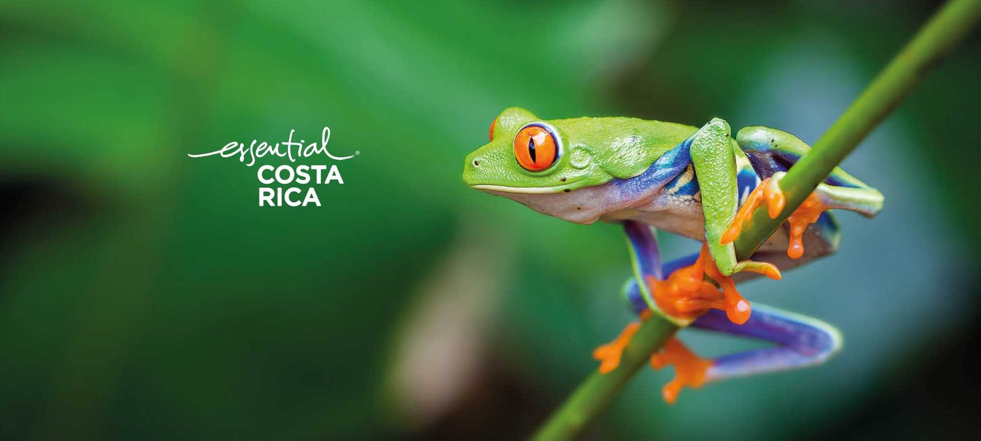 A Costa Rican tree frog