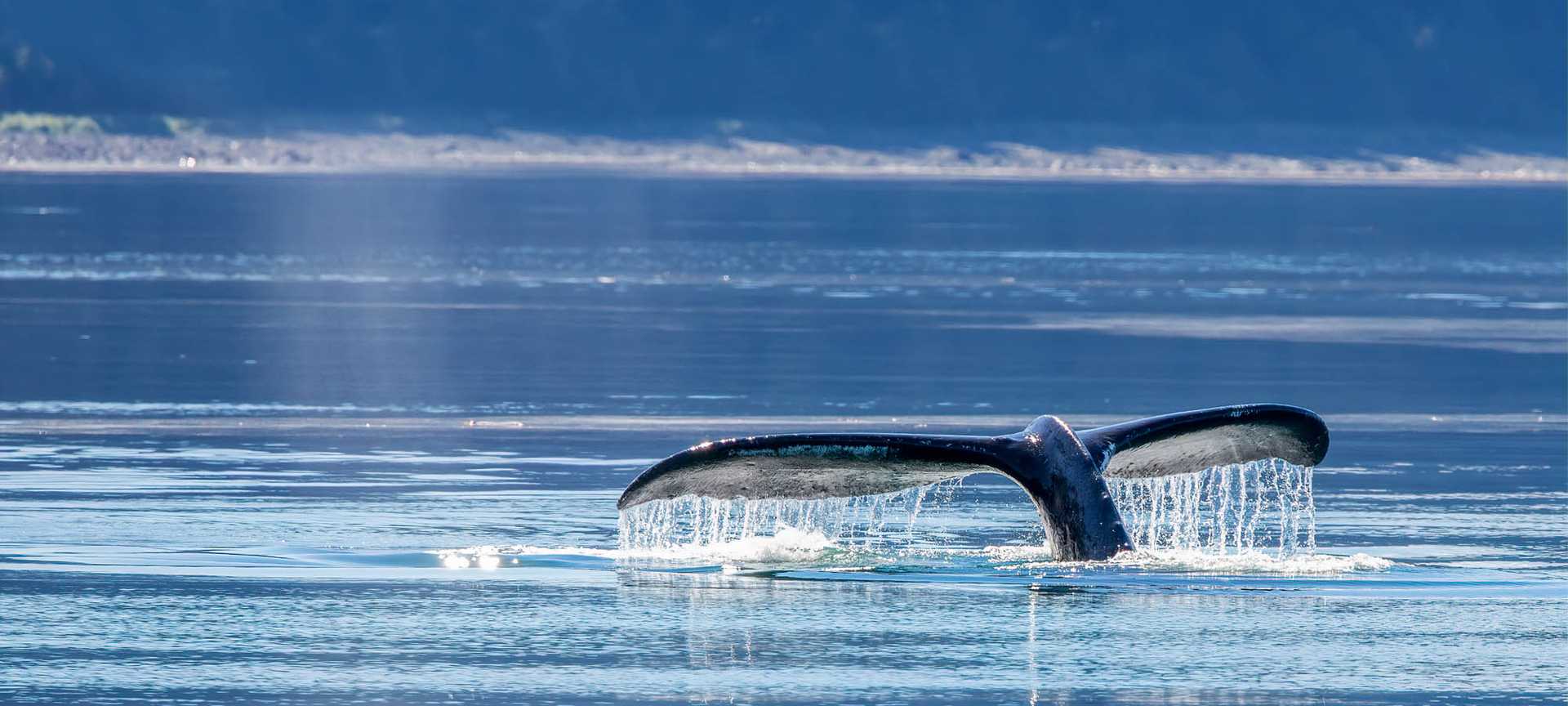 A whale's tail disappears beneath the water