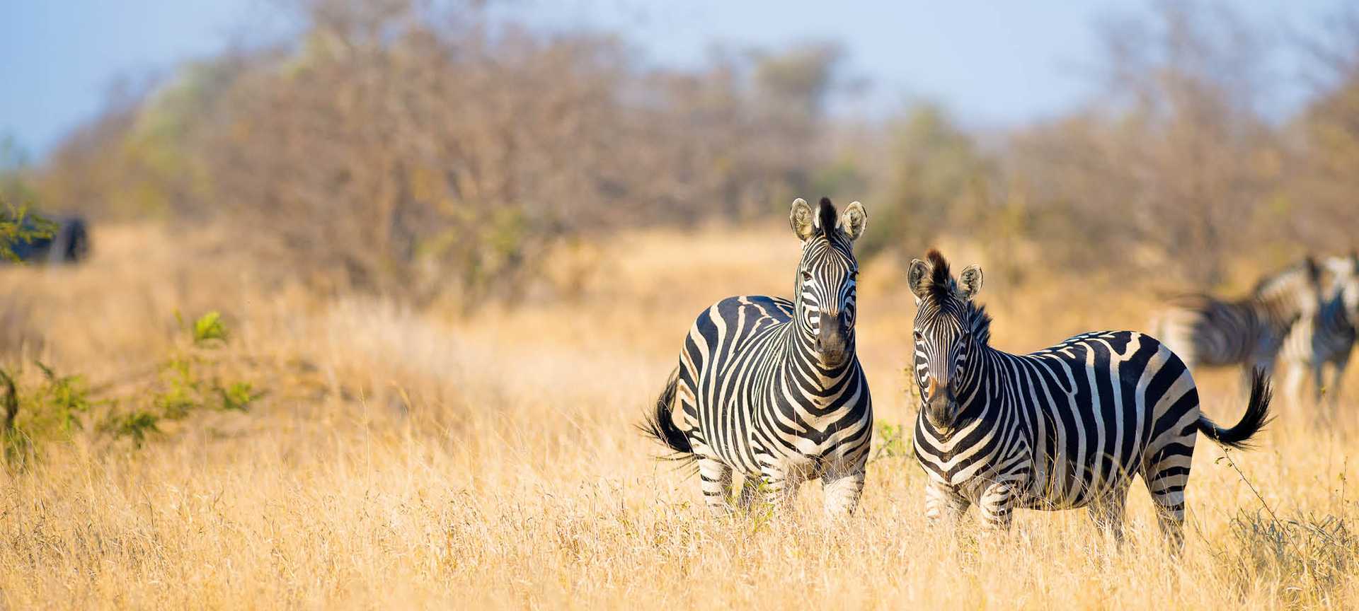 Zebras graze in the long grass in Kruger National Park, South Africa