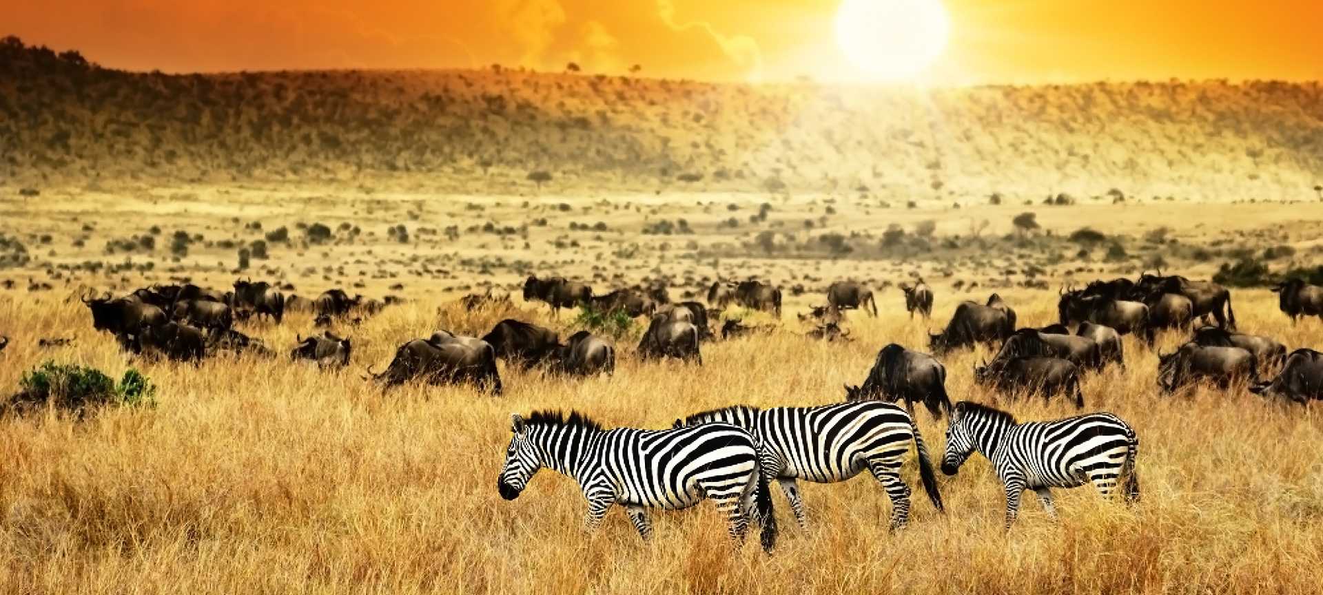 Zebras and wildebeest graze on a Kenyan plain at sunset