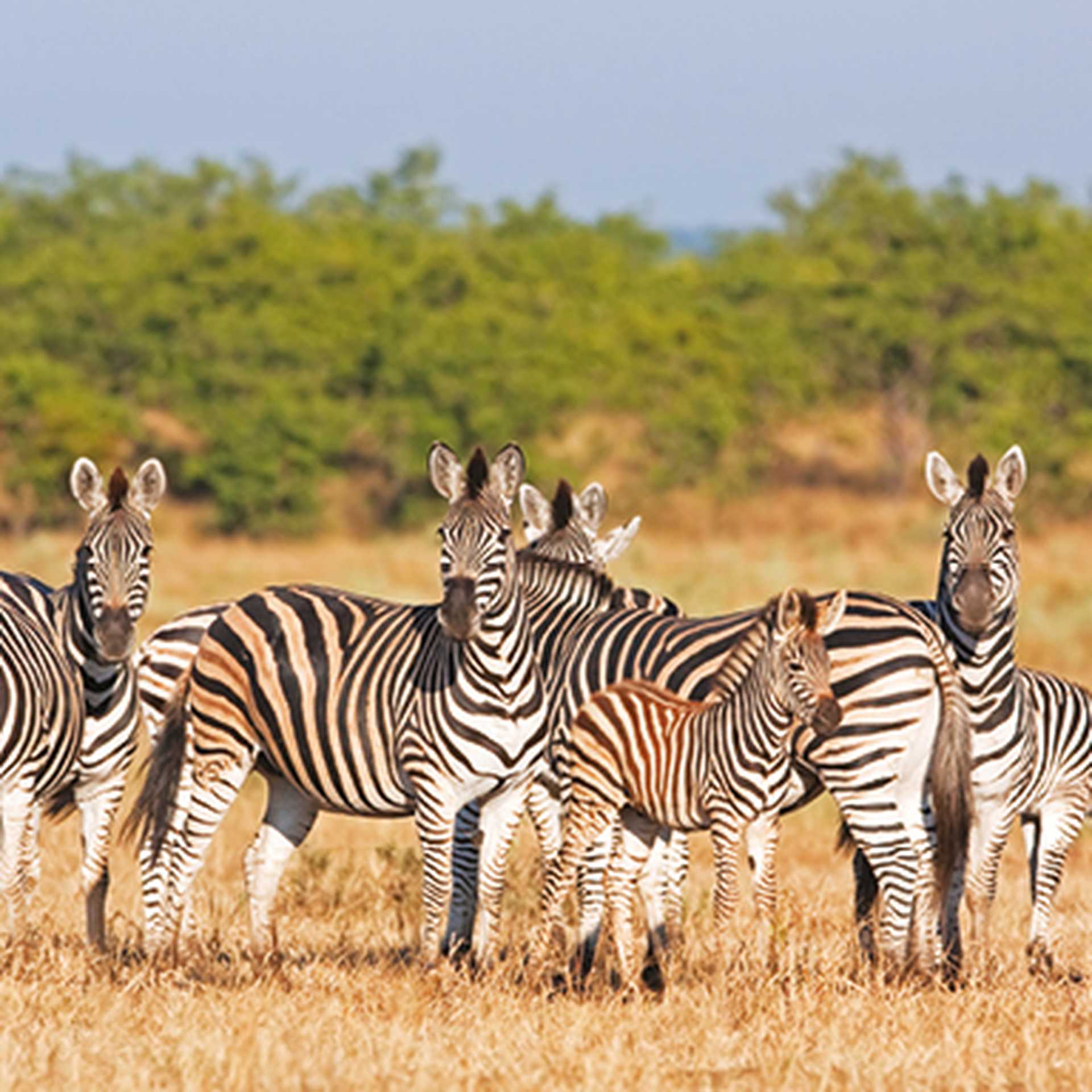 Africa