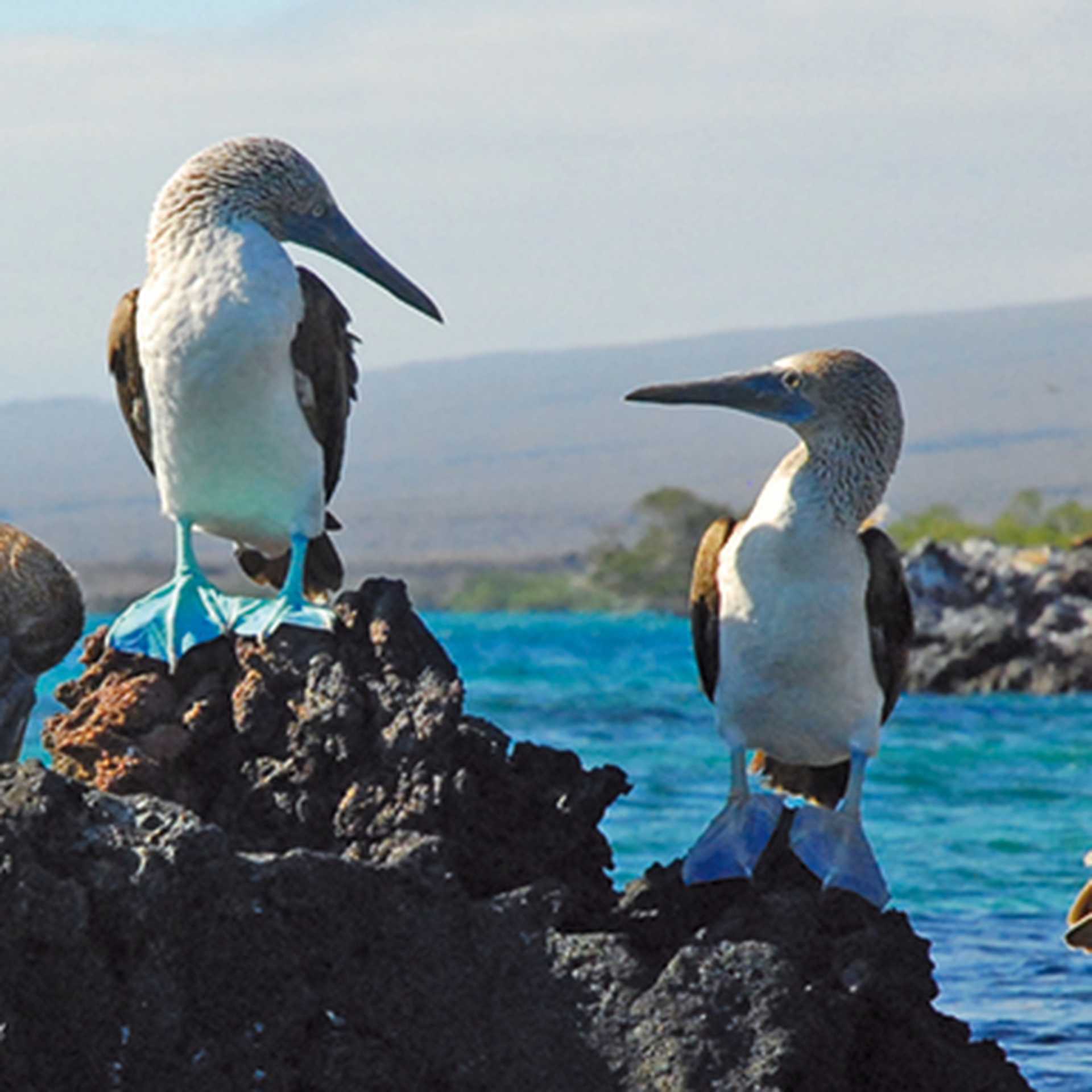 Ecuador & Galapagos