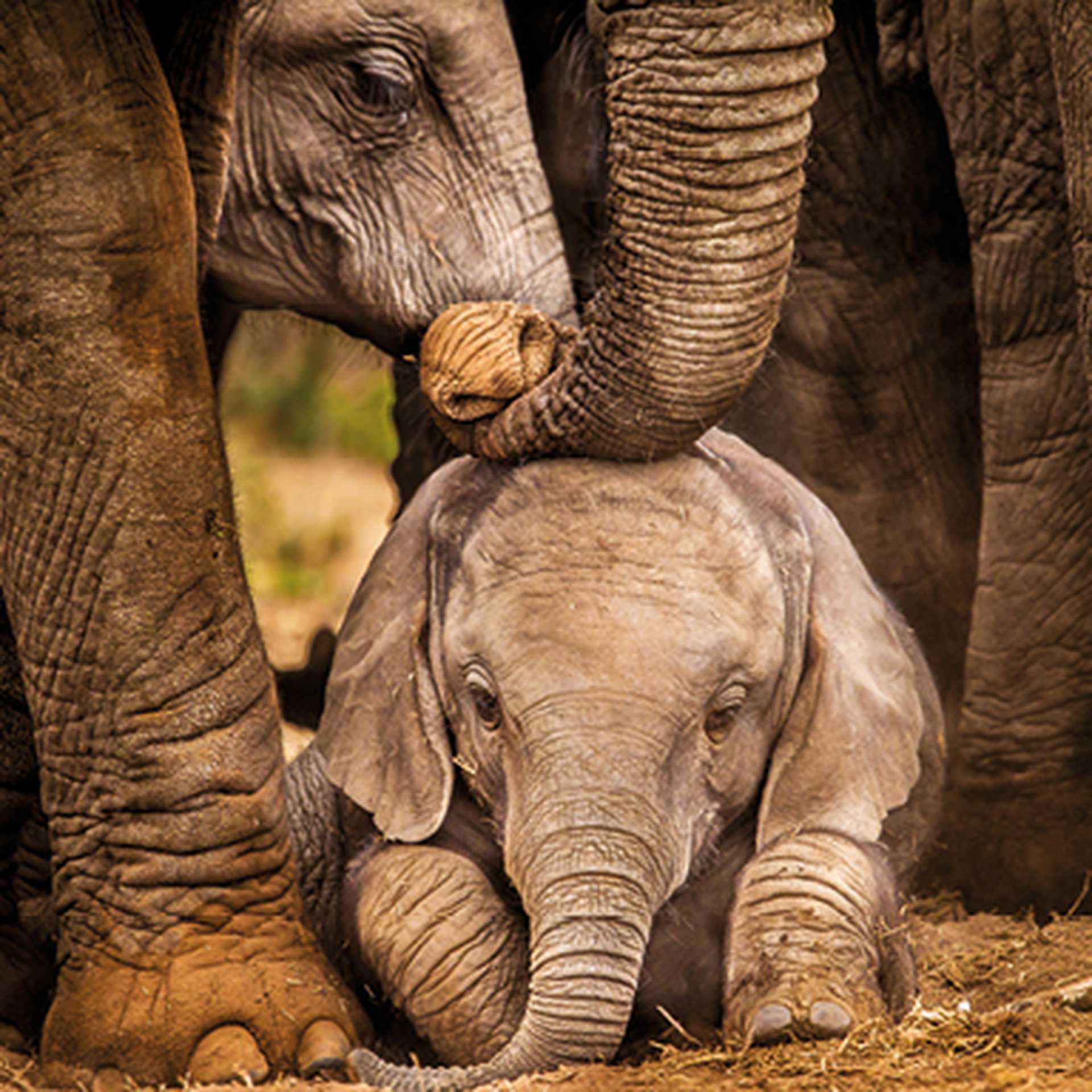 Baby African elephant under the protection of the adults in the herd
