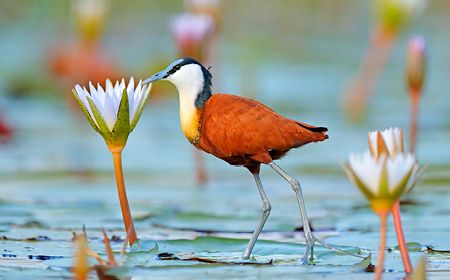 African jacana - a colourful african wader with long toes next to violet water lily in shallow water of seasonal lagoon, Botswana,Okavango delta.