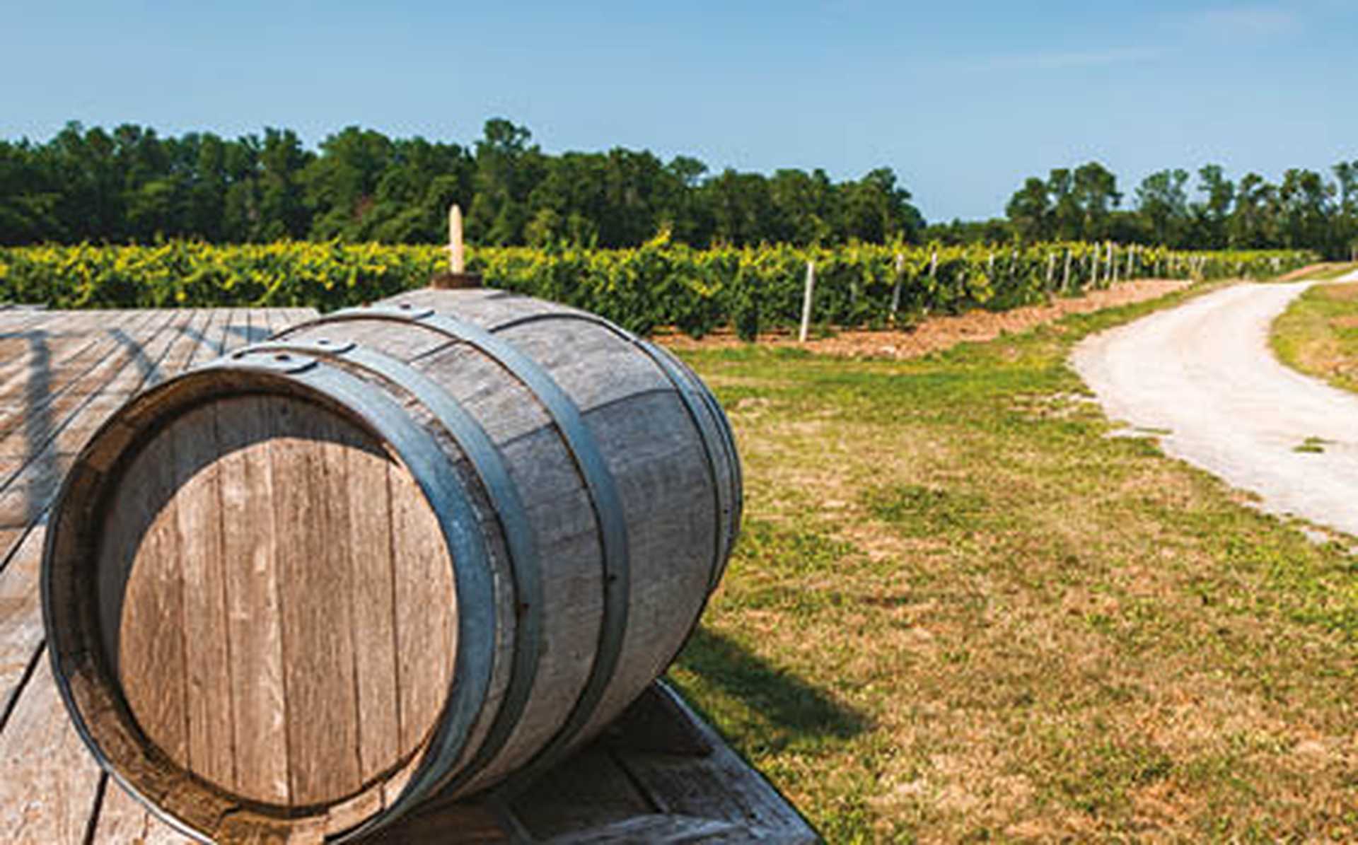 Vineyard, Prince Edward County, Ontario, Canada