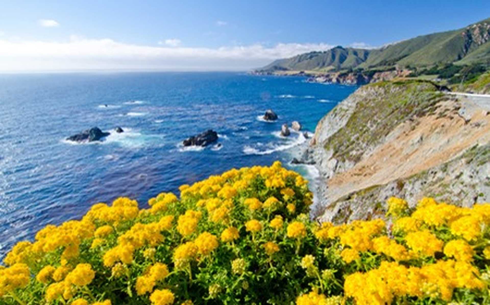 Yellow flowers bloom on the cliffs along California's scenic State Route 1