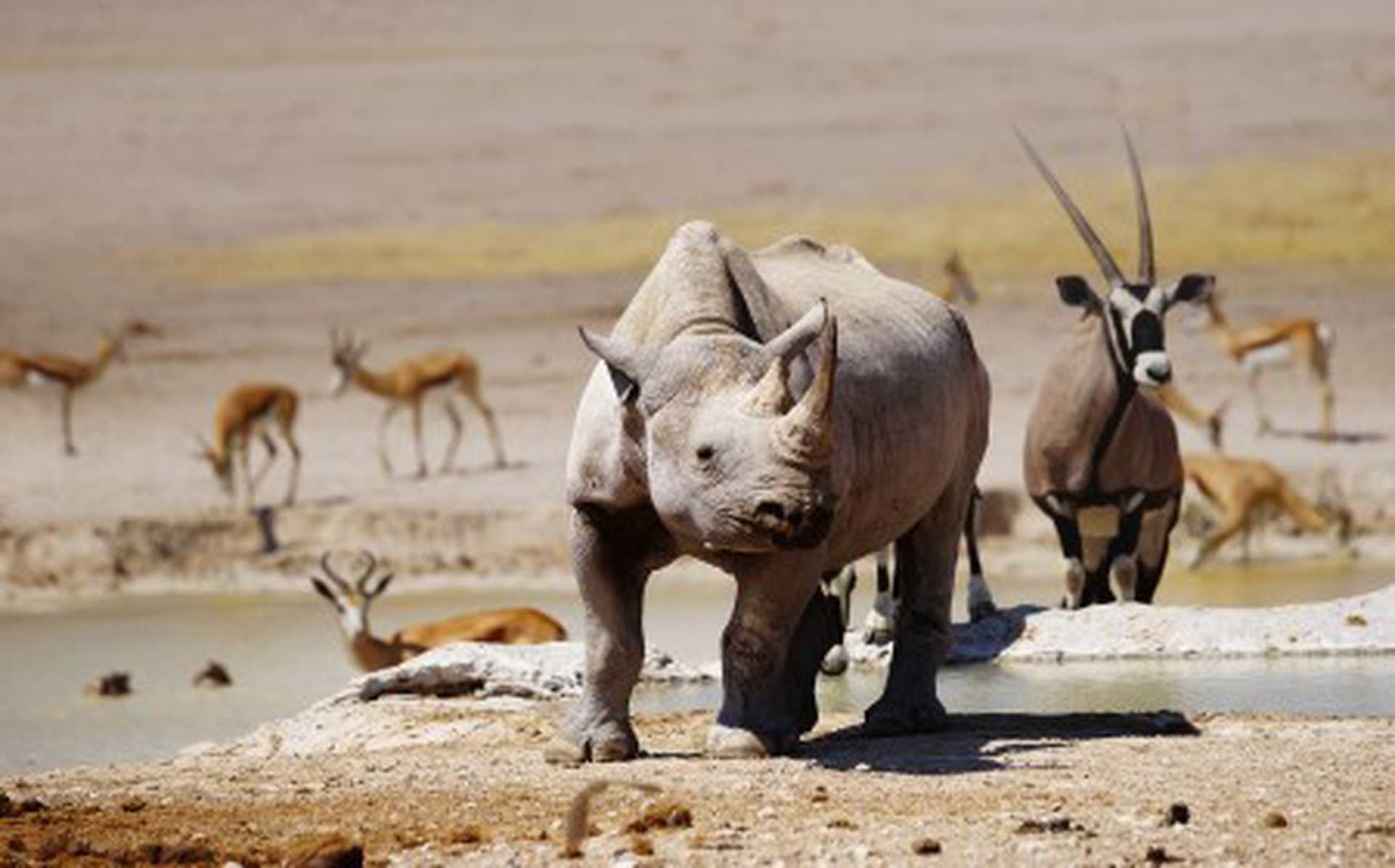 Black rhino, oryx and springboks at Nebrownii waterhole in Etosha national park, Namibia