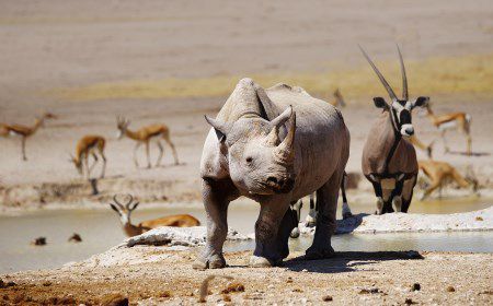 Black rhino, oryx and springboks at Nebrownii waterhole in Etosha national park, Namibia