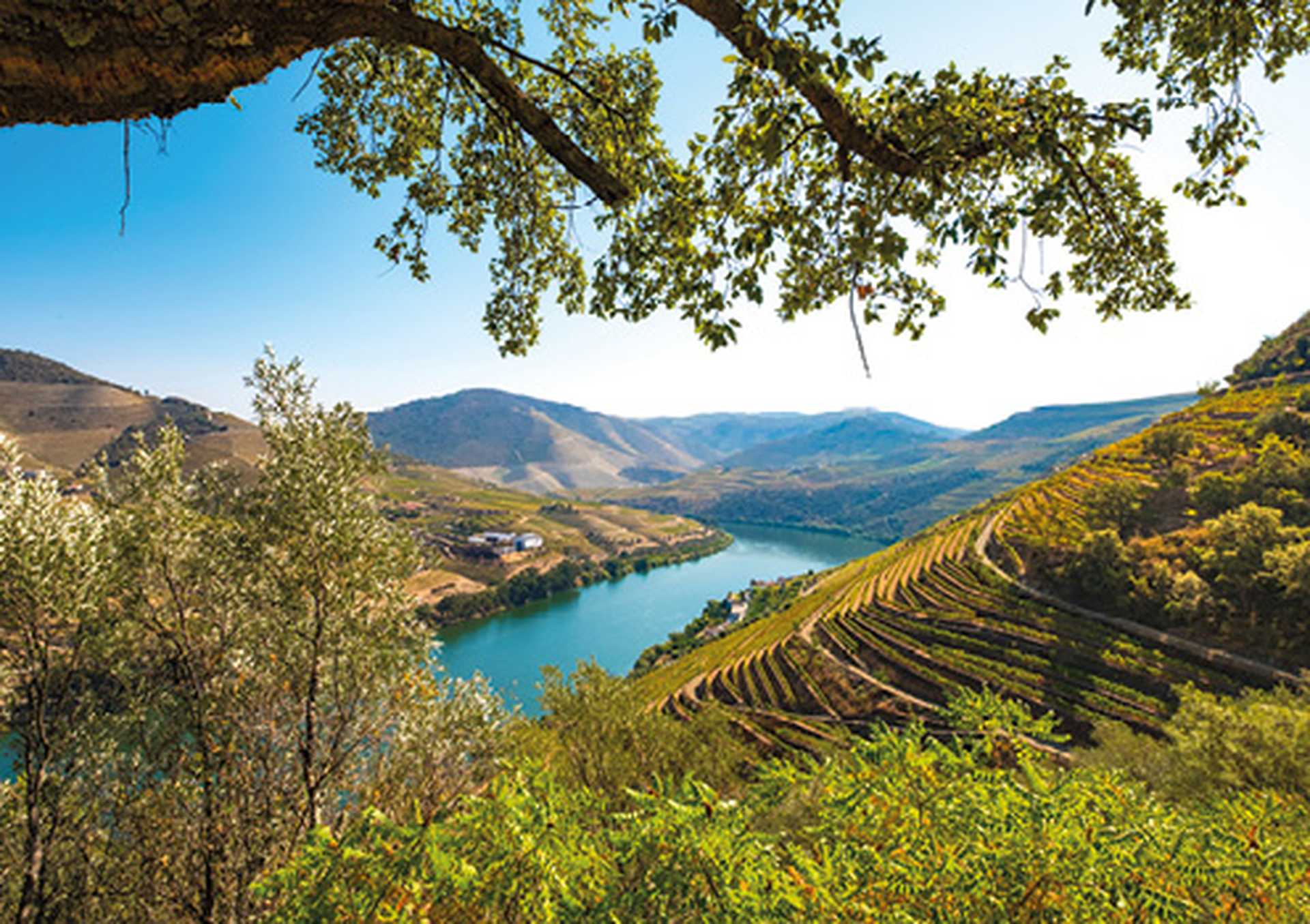 Vineyards on the banks of the Douro river, Portugal