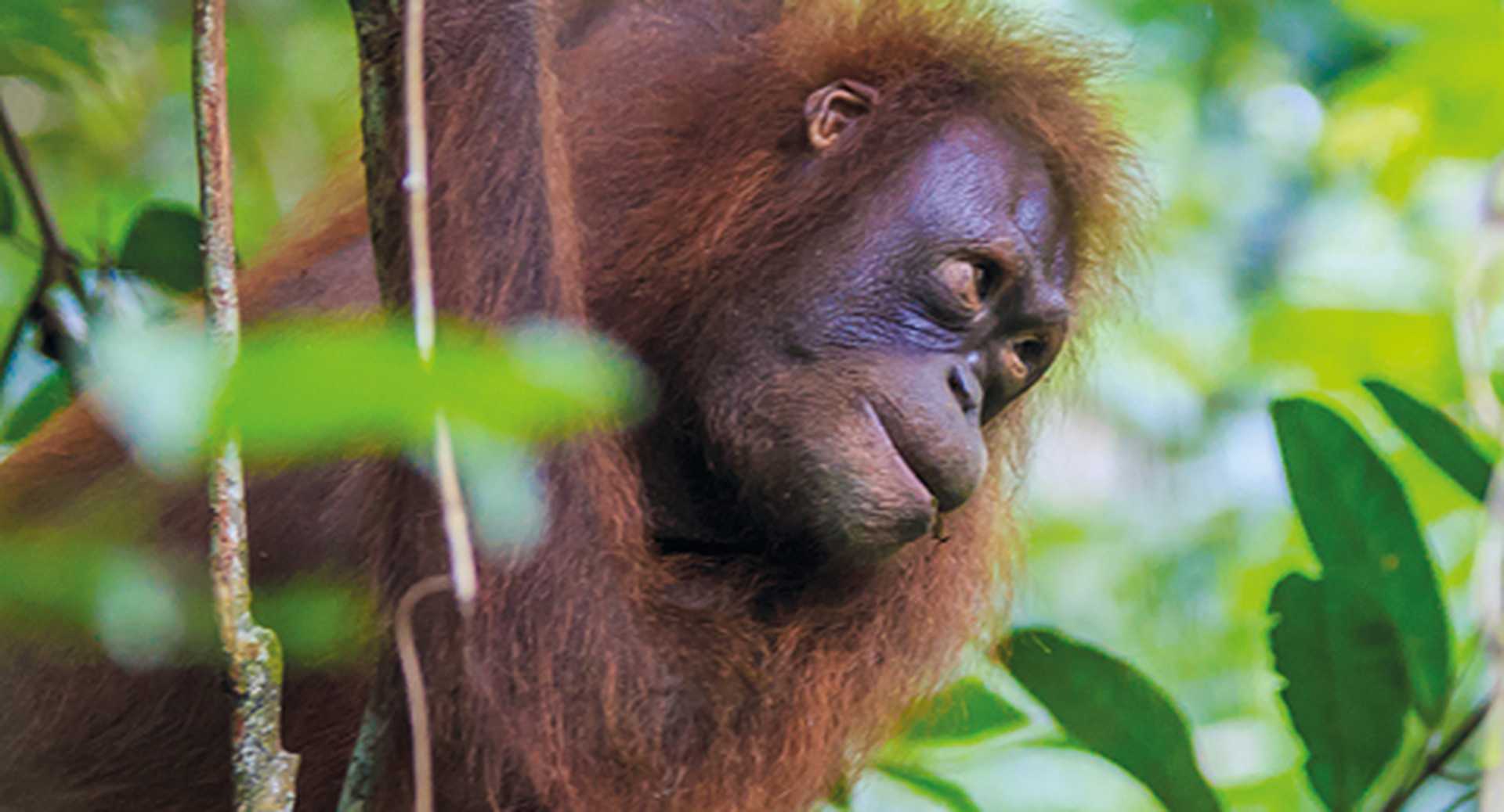 Borneo