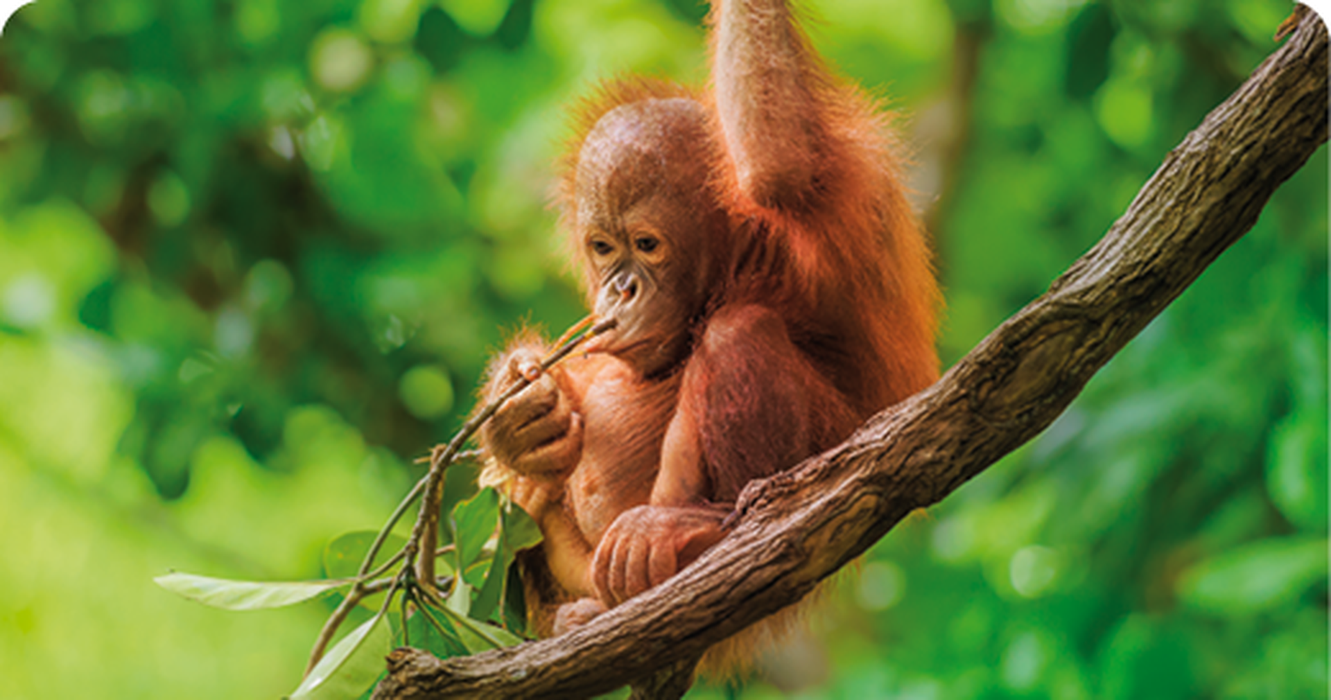 Baby orangutan, Borneo