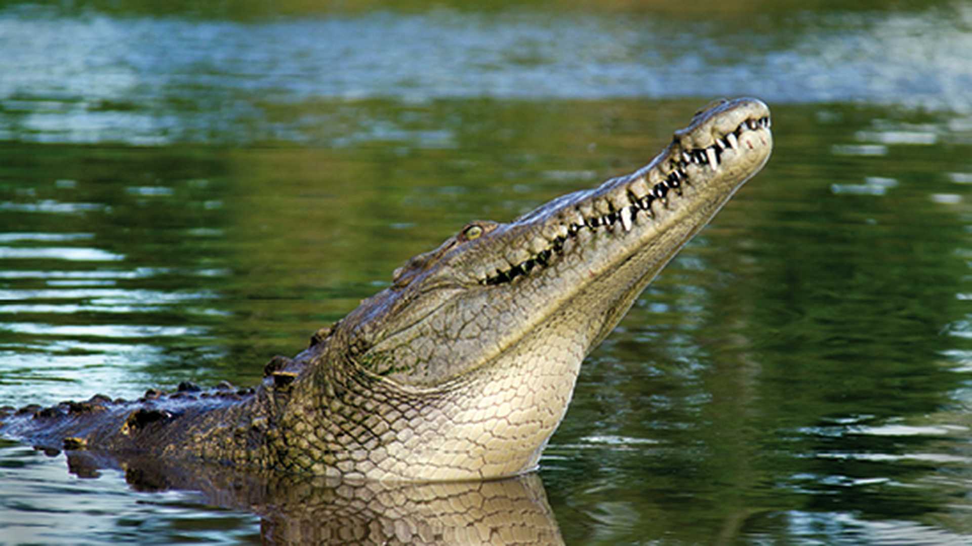 American Crocodile with head up in the Tarcoles River, Costa Rica