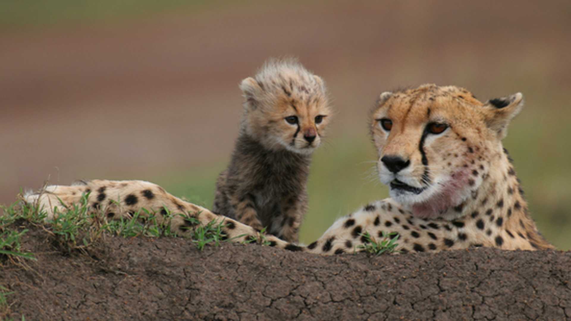 Cheetah with cub, lying on an anthill in Masai Mara, Africa