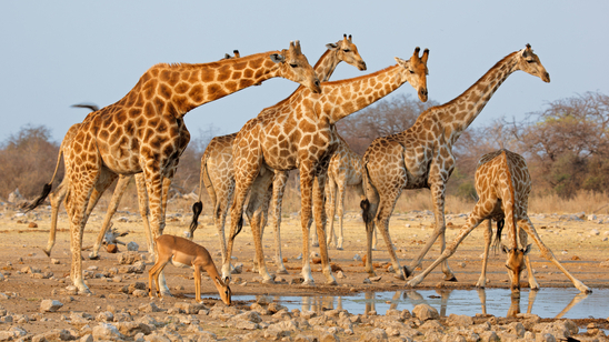 Etosha National Park