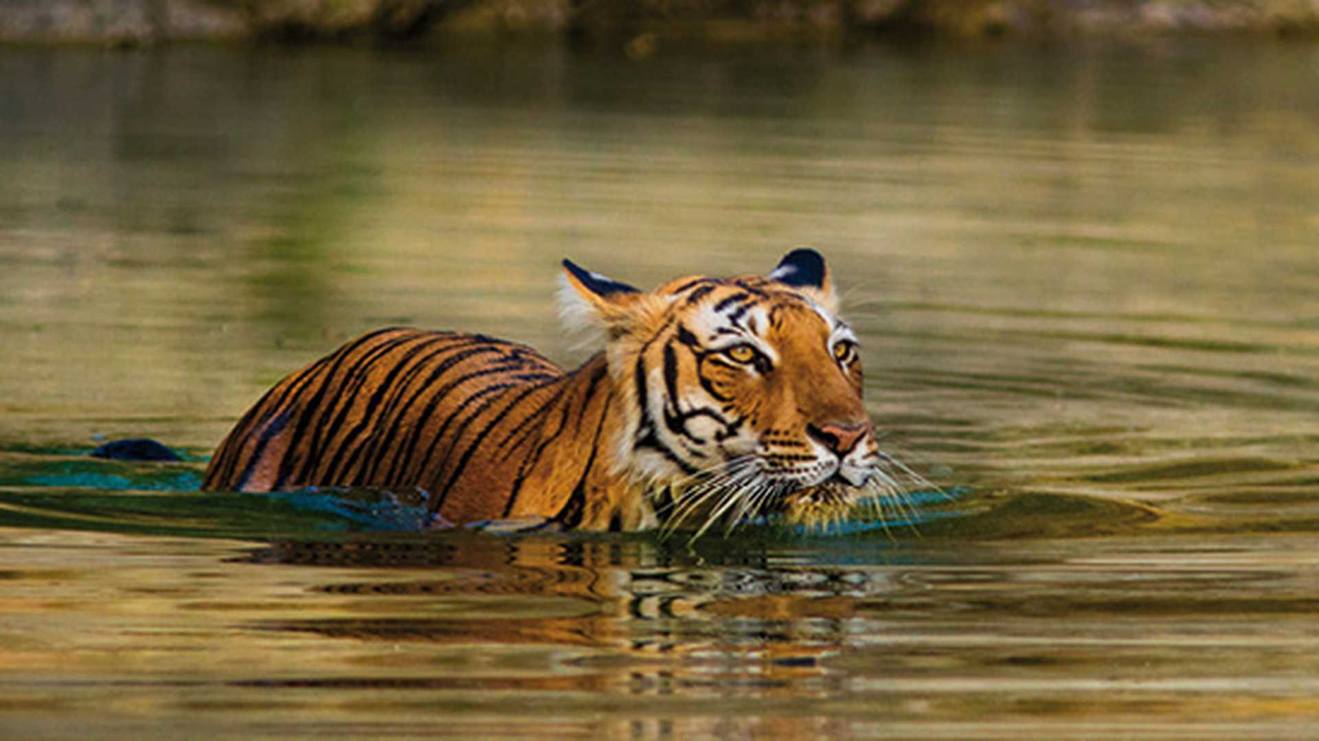 A royal Bengal tiger wading through water, Ranthambore, India