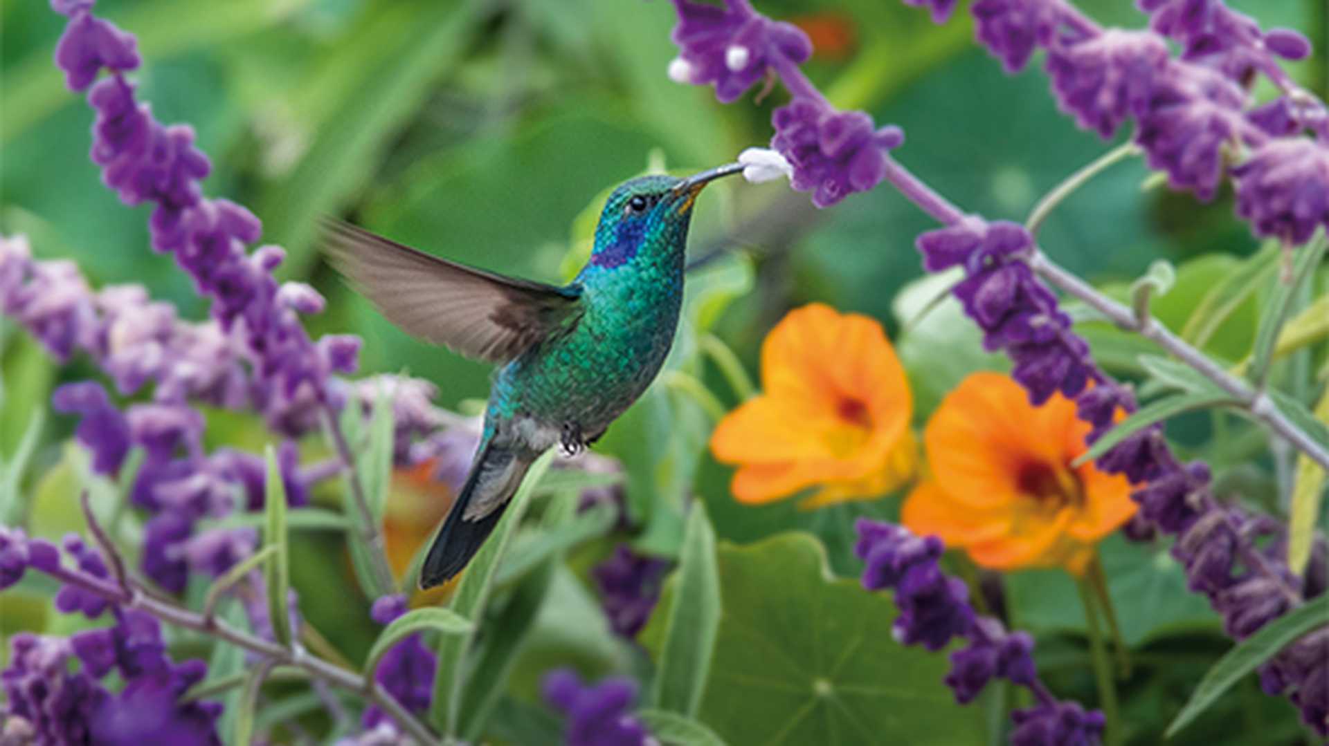 Hummingbird(Trochilidae)Flying gems