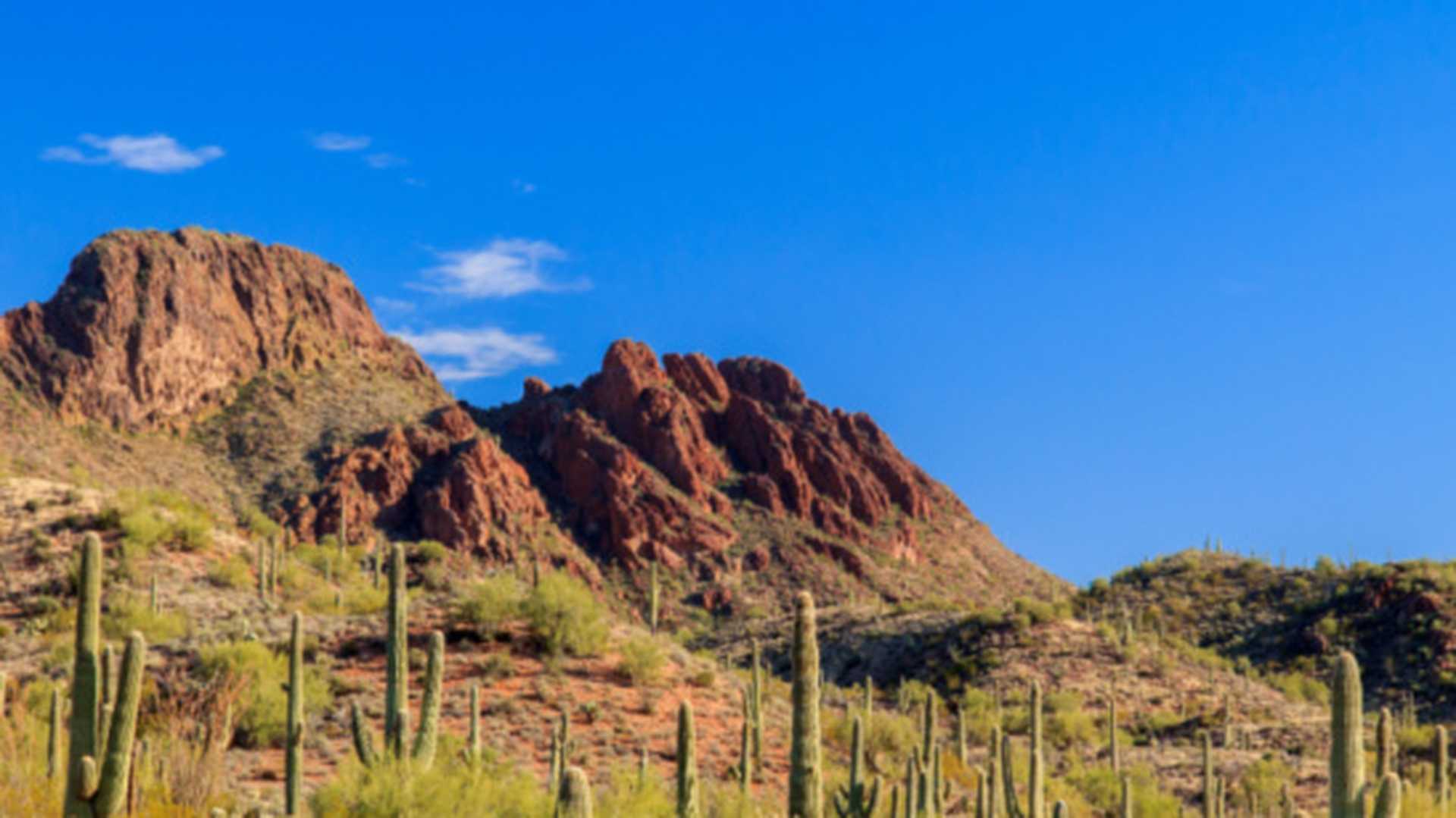 Cacti dot the landscape in the Sonoran Desert, near Tucson, Arizona