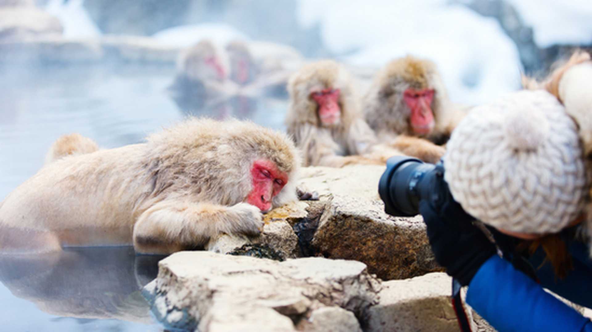 Snow Monkeys Japanese Macaques bathe in onsen hot springs at Nagano, Japan