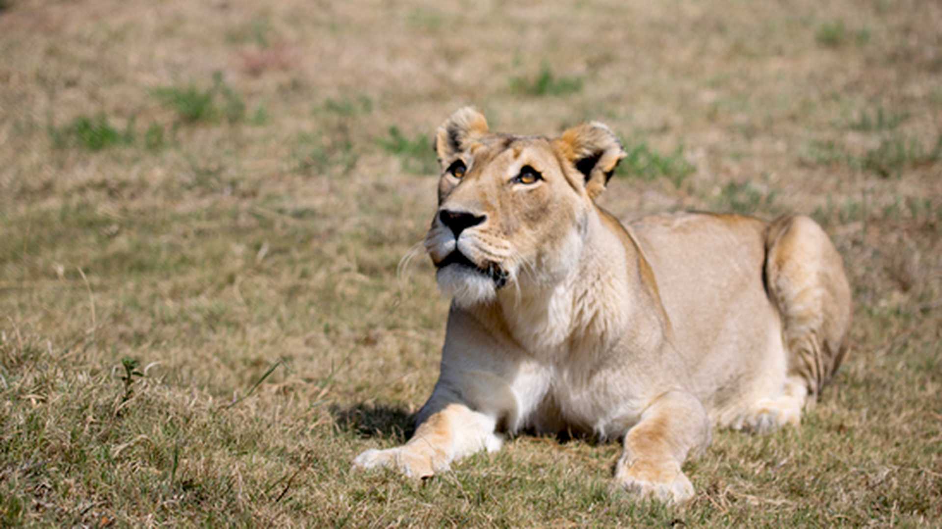 Lioness at Moholoholo Rehabilitation Centre