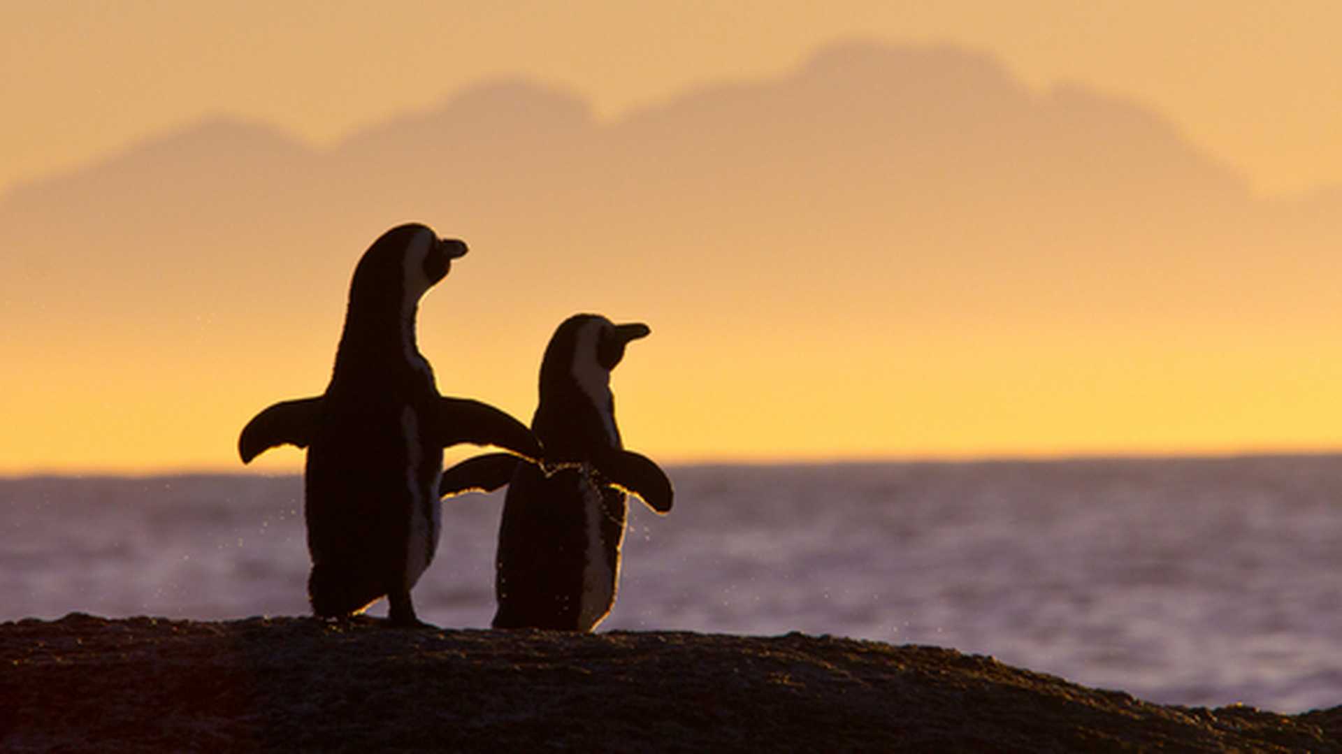 African penguin pair at sunset at Boulders Beach near Cape Town, South Africa