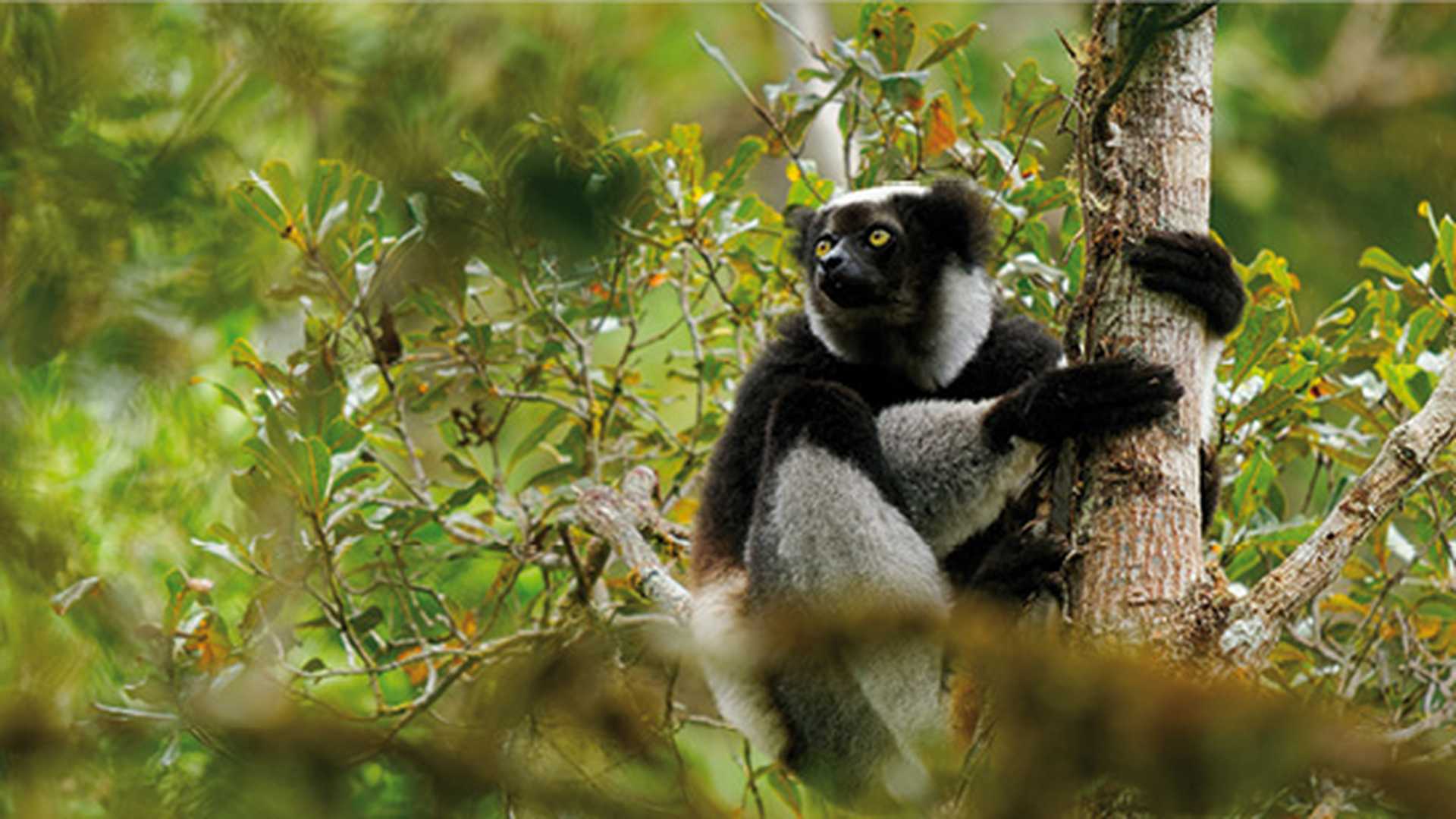 Indri Lemur