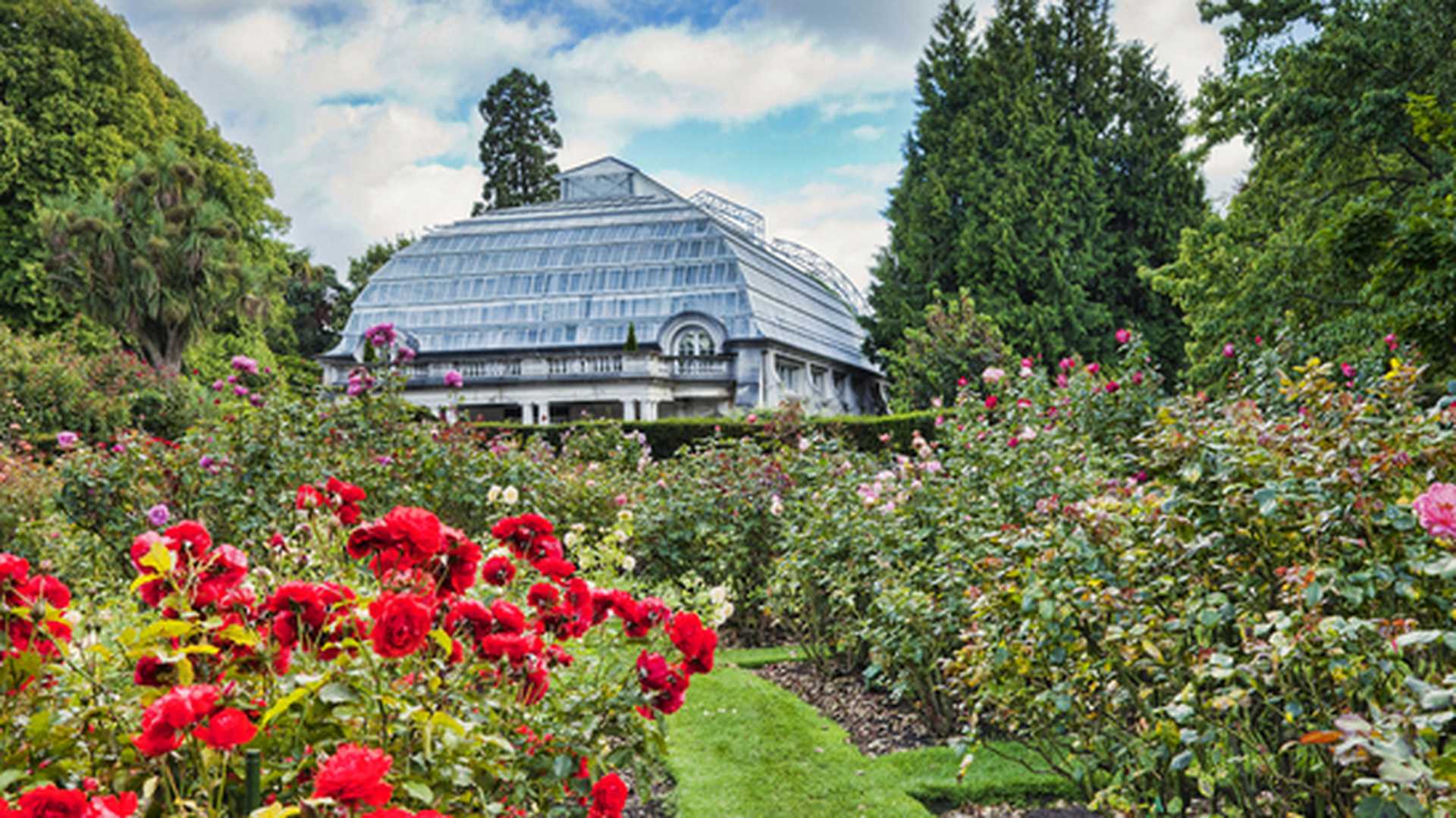 Roses bloom in the Christchurch Botanical Gardens on New Zealand's South Island