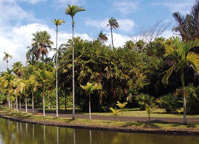Pamplemousses Botanic Garden with palm trees and green pond, Mauritius