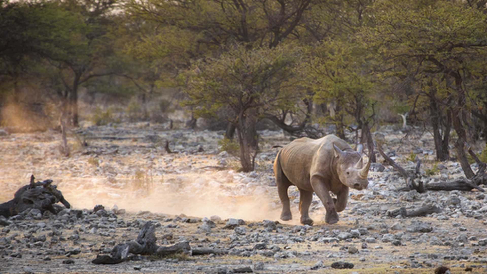 A Black Rhino kicks up dust near Lake Kariba in Zimbabwe