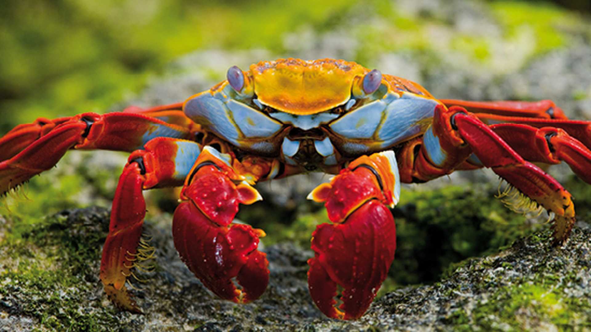 Sally Lightfoot crab, Galapagos