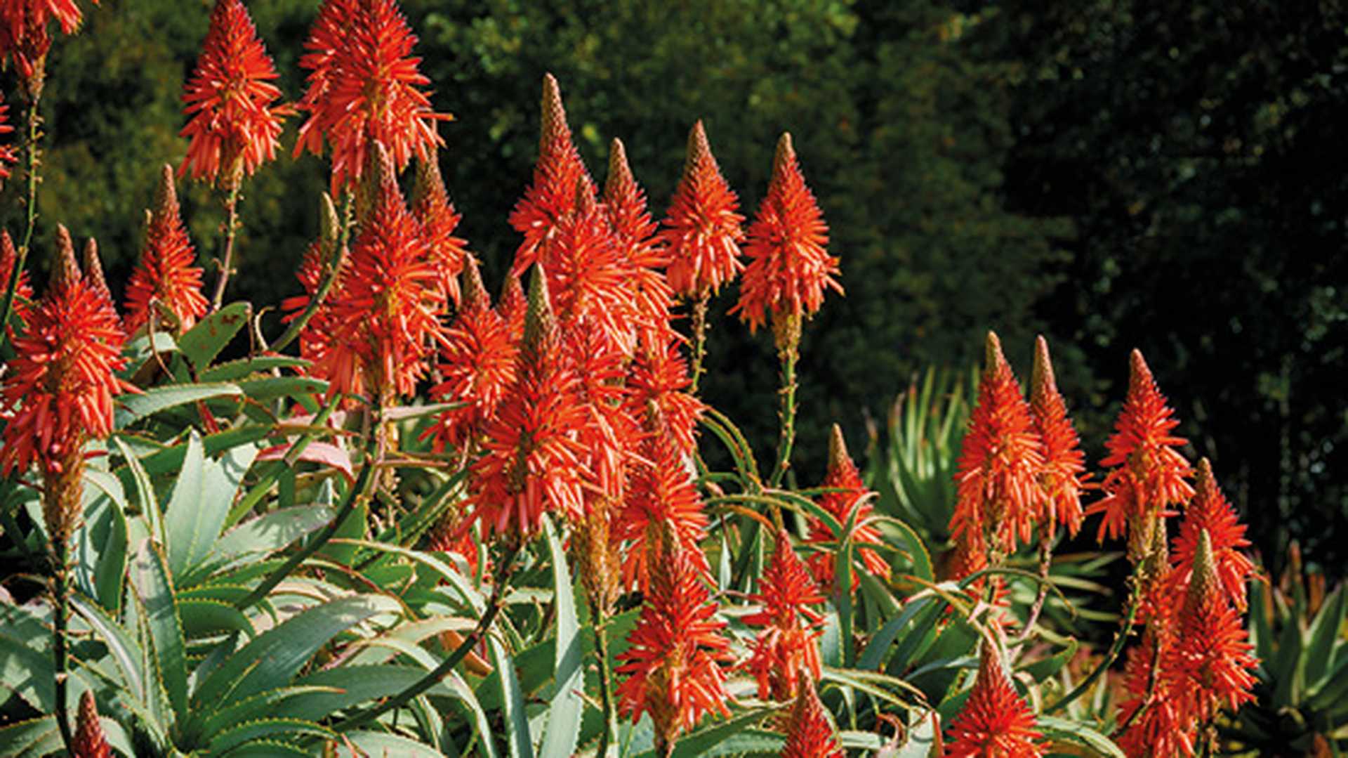 Krantz aloe flowers. Cape Town, South Africa