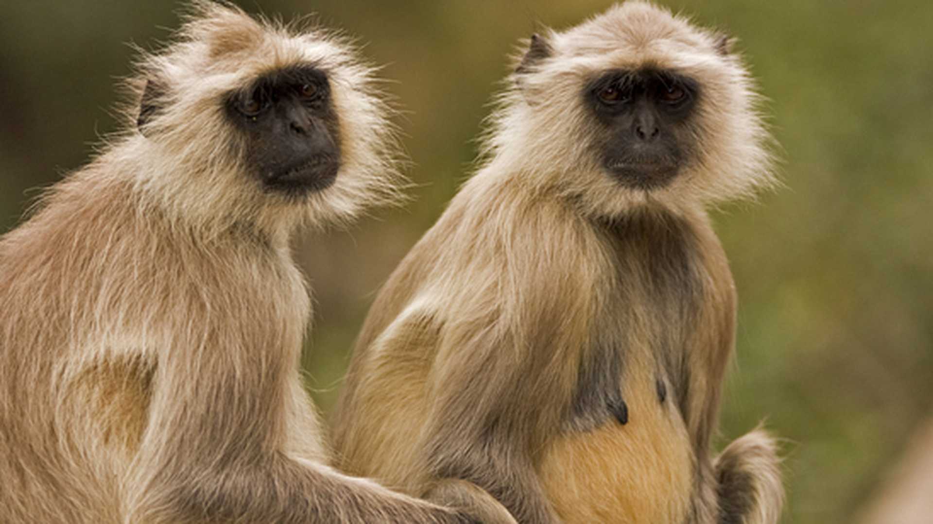 Two Langurs in Ranthambhore tiger reserve, India