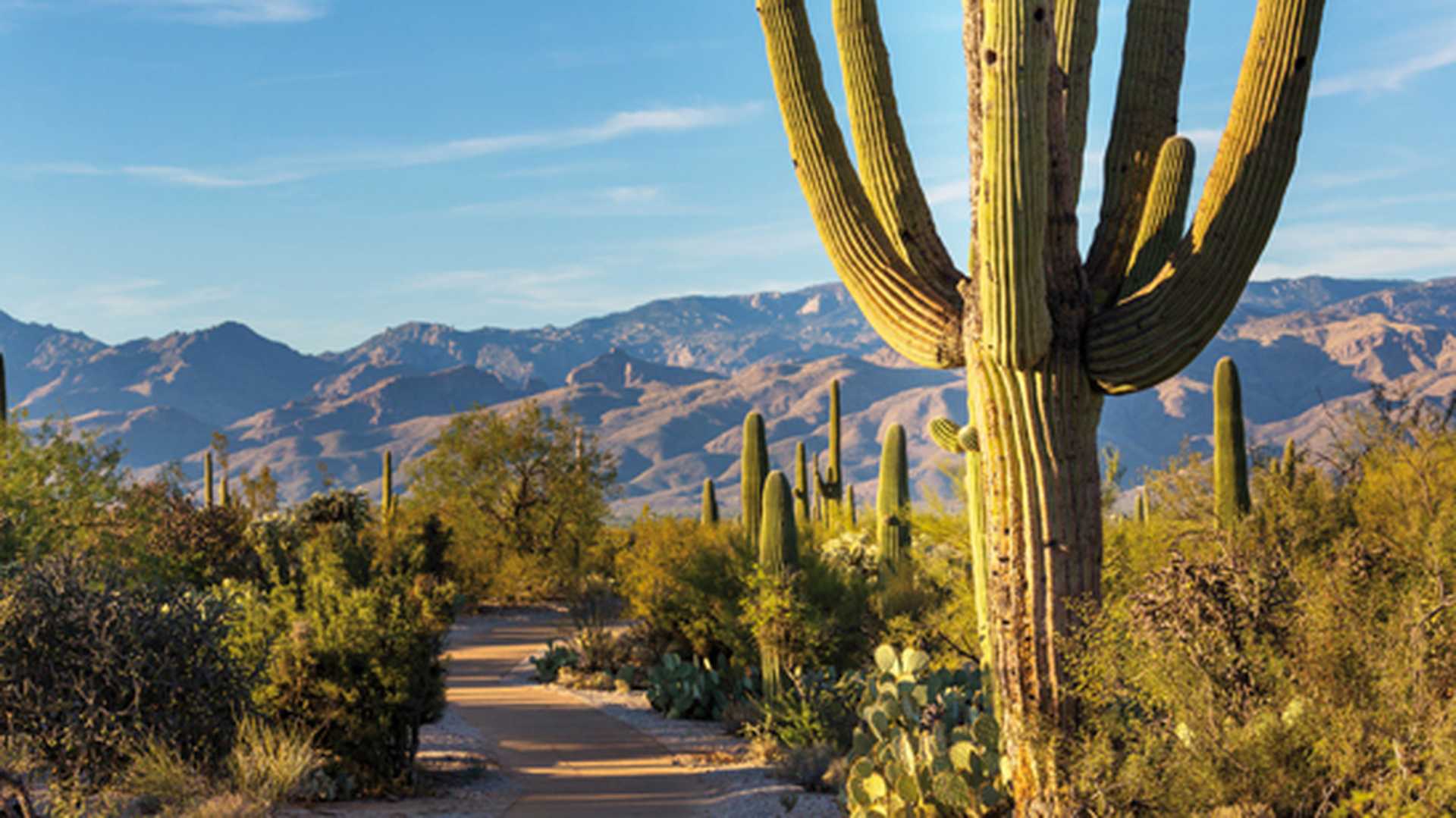 Saguaro National Park