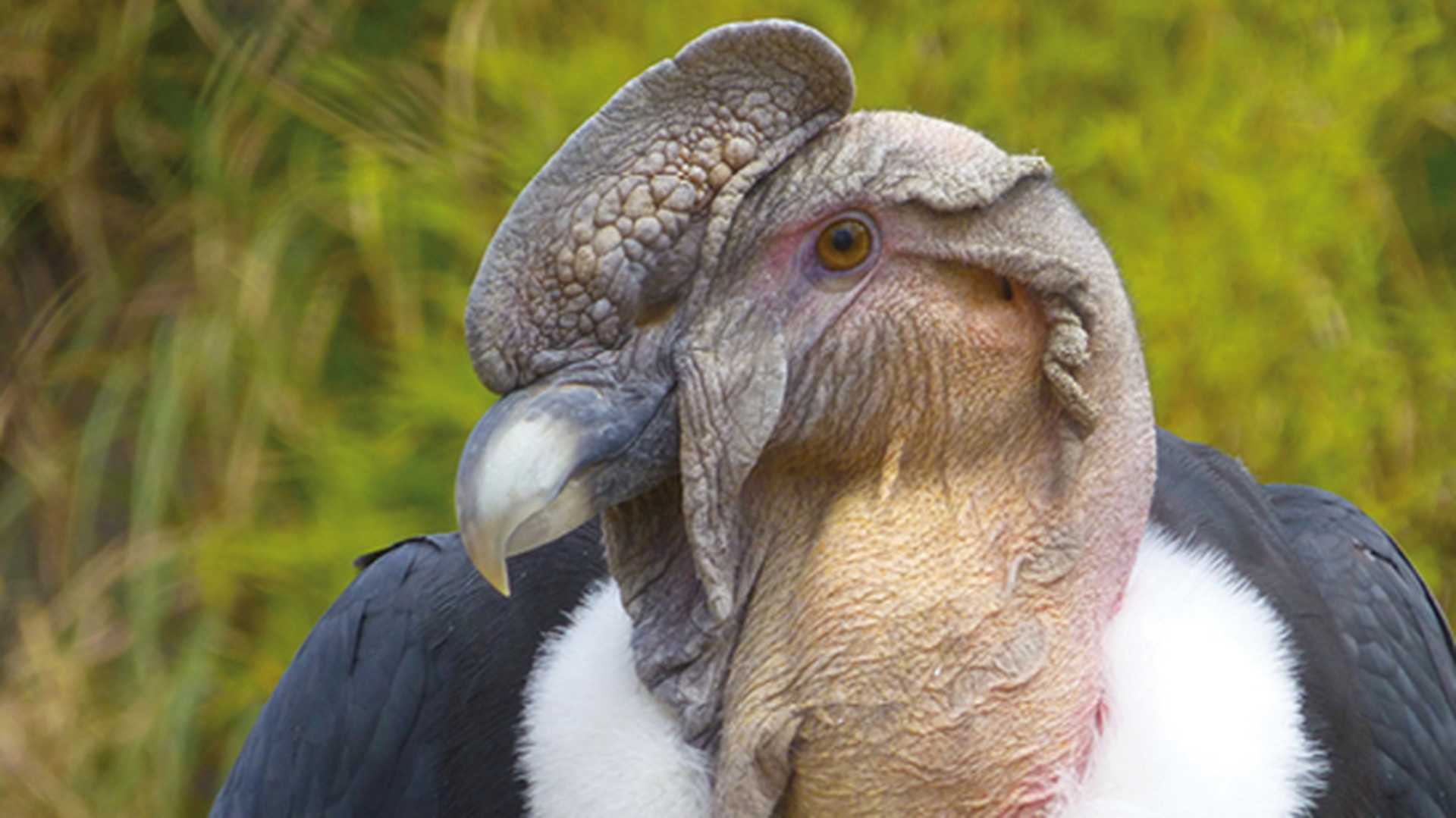 Andean condor, Ecuador