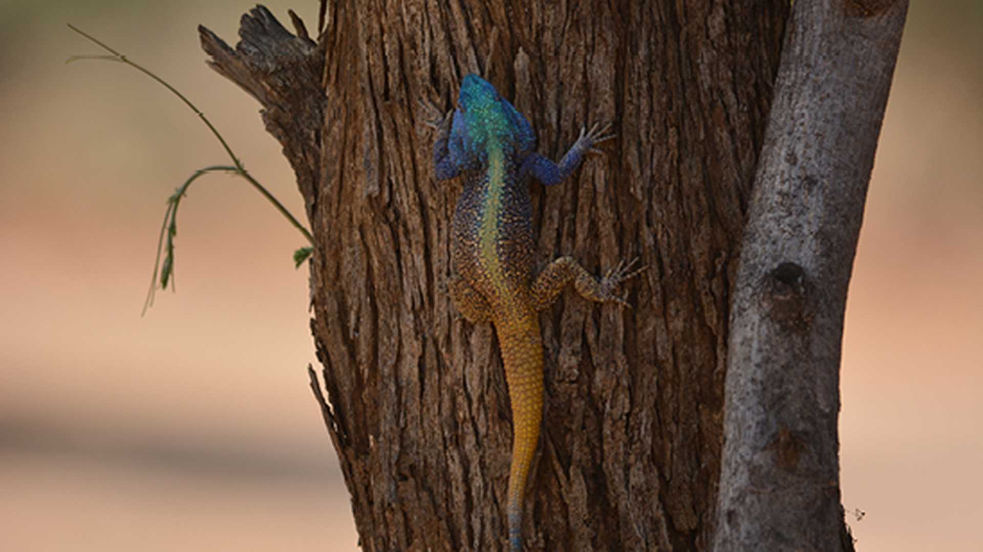 Qwabi Private Game Reserve