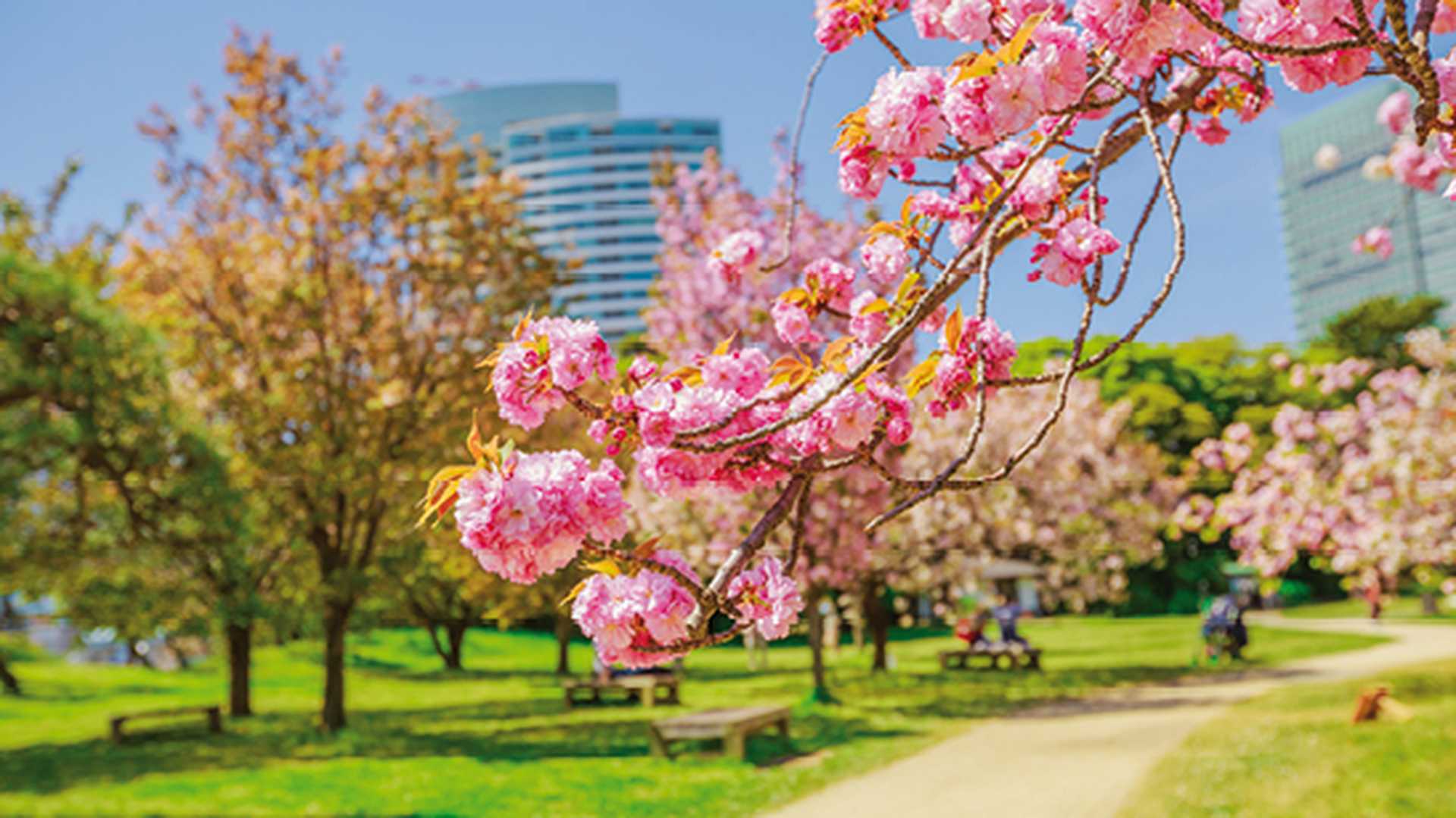 Cherry tree branch in Hamarikyu Gardens, Tokyo
