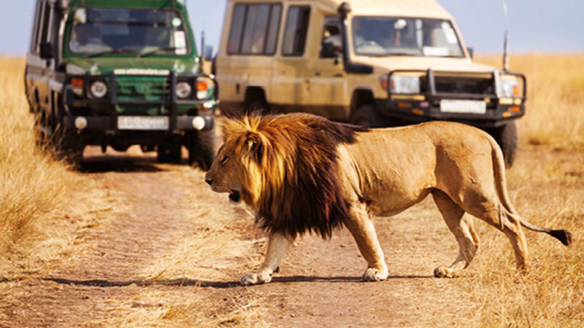 Big lion crossing the road at African savannah
