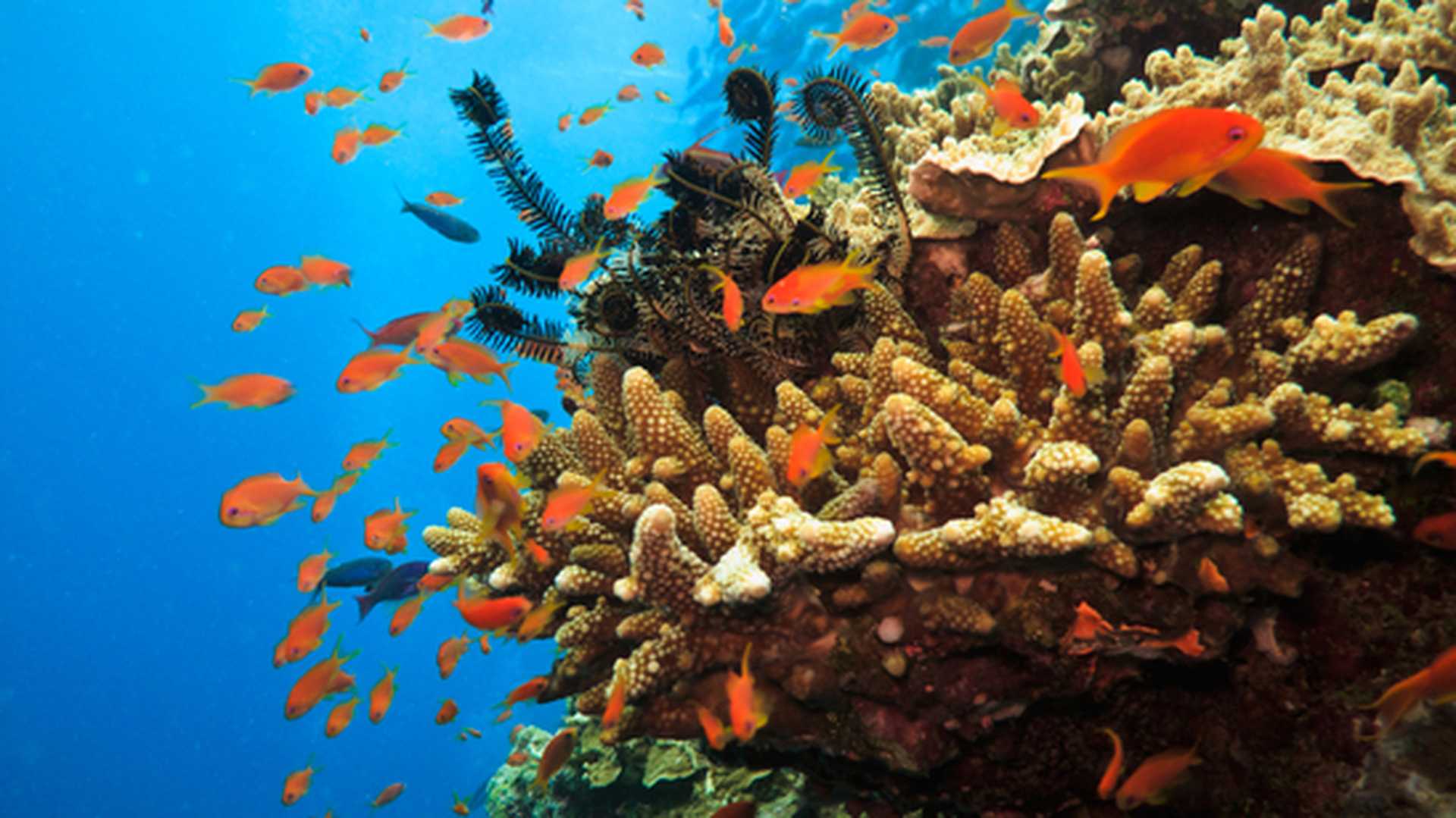 Underwater shot of a stony coral colony and orange soldier fish on the Great Barrier Reef, Australia