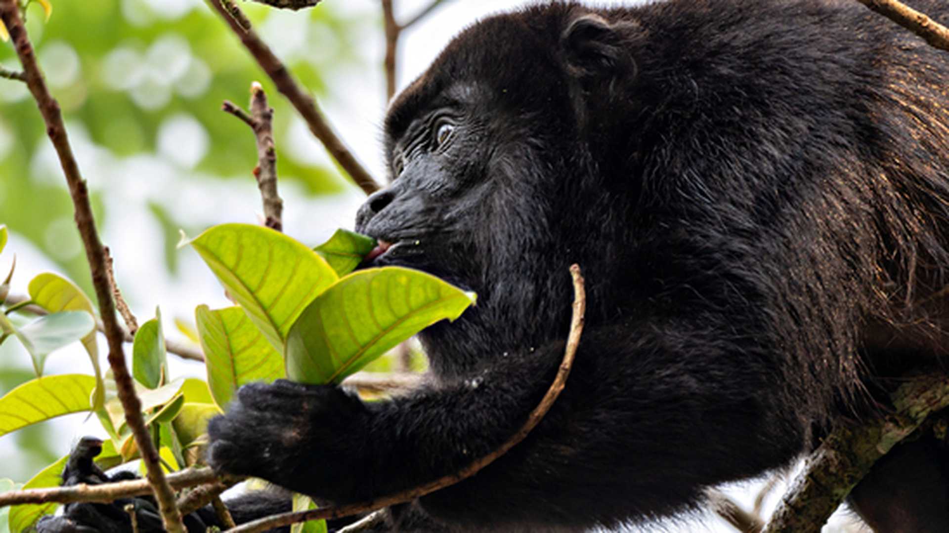 Howler Monkey eating leaves in Costa Rica