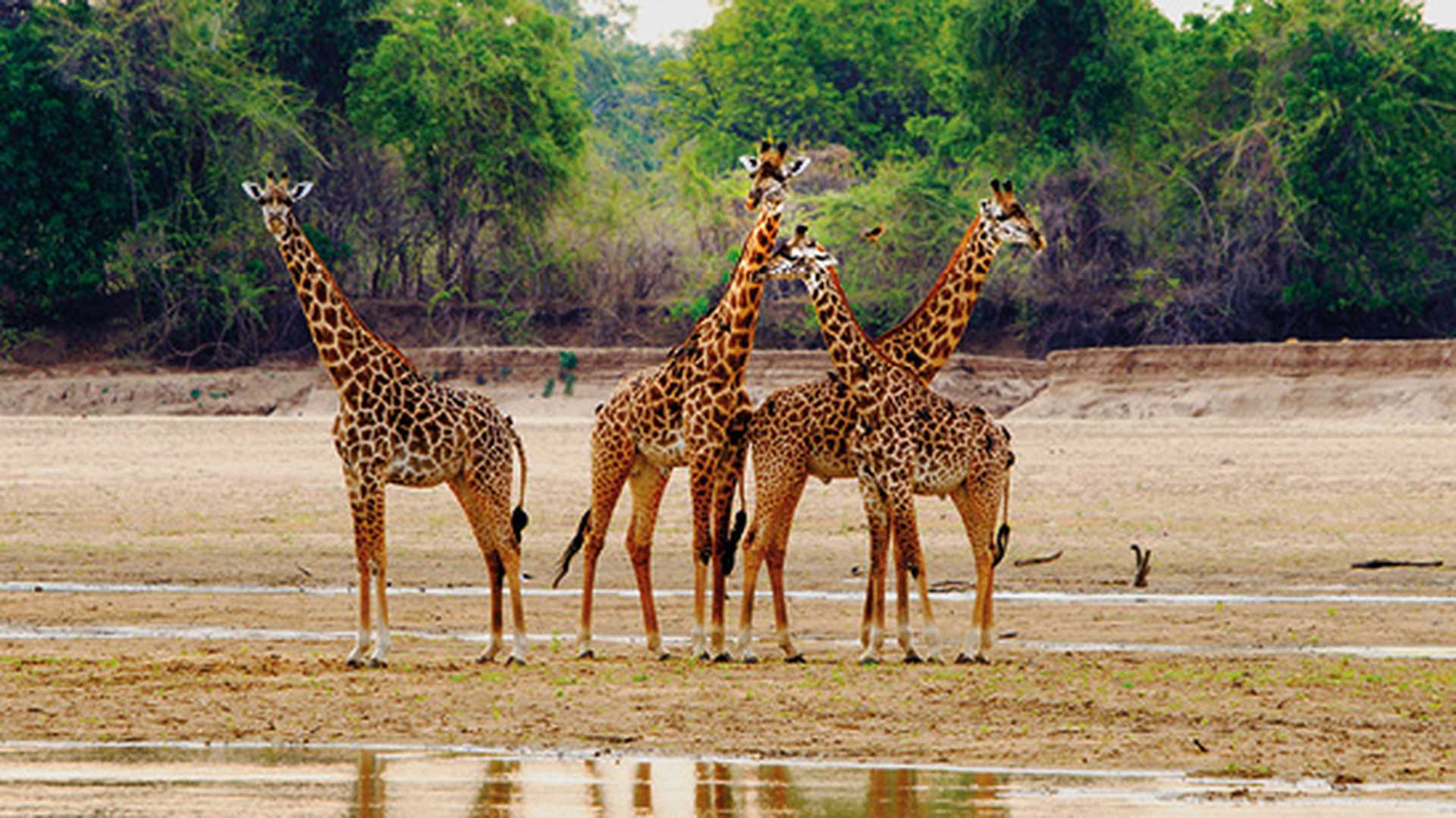 Tower of giraffes in a national park, South Africa