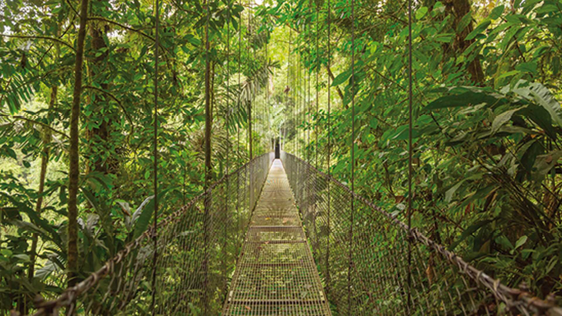 Hanging bridge at natural rainforest park in Costa Rica