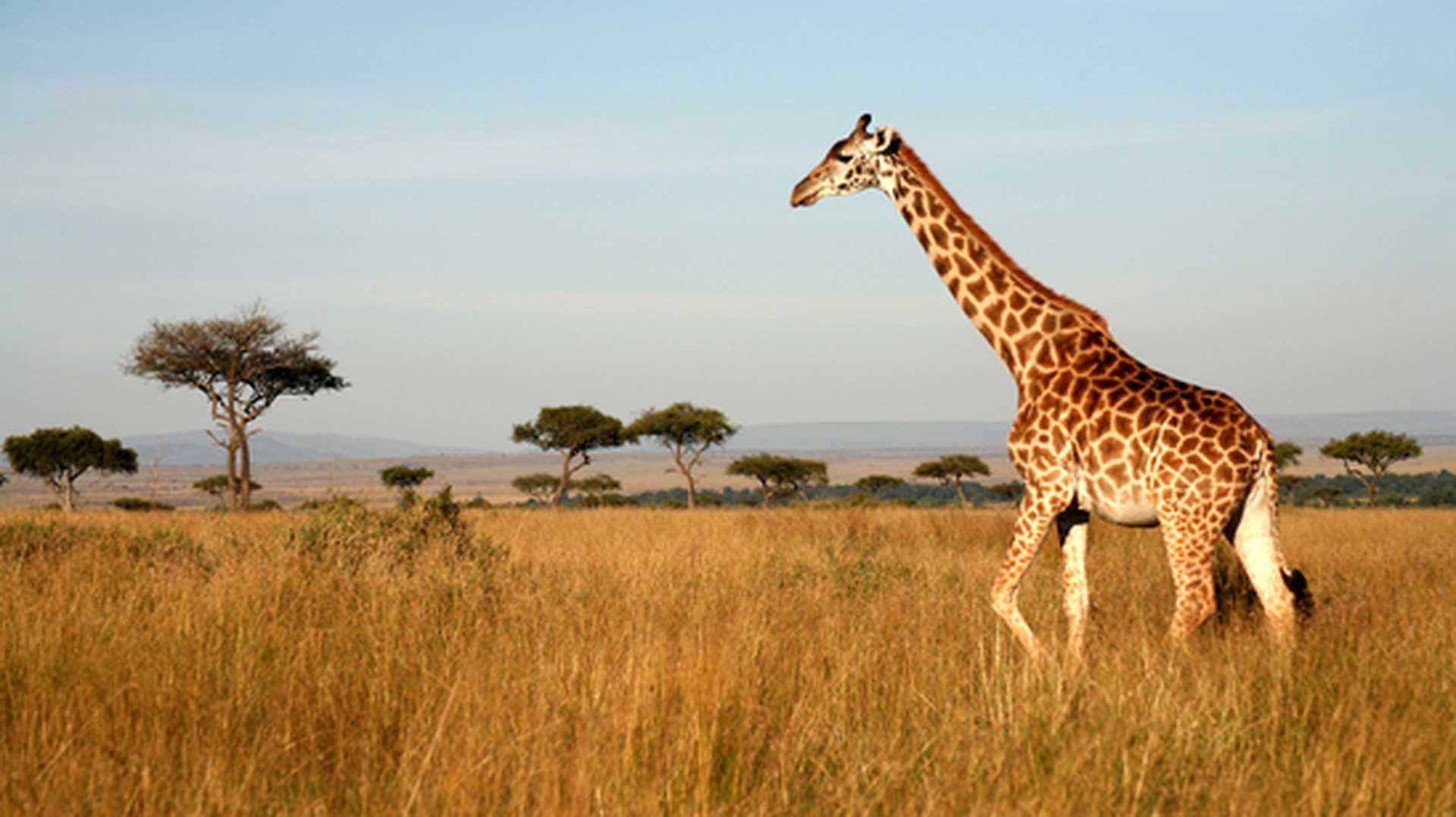Giraffe walking through the grasslands (Masai Mara; Kenya)
