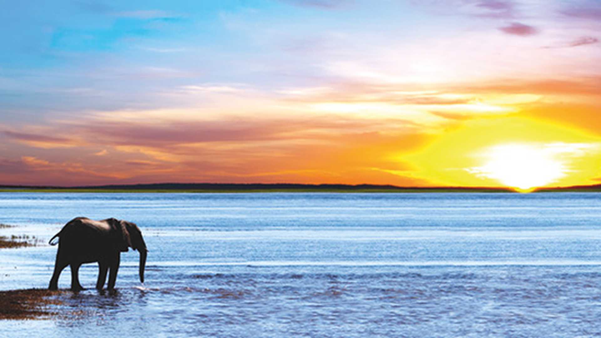 Drinking elephant silhouette at sunset, South Africa