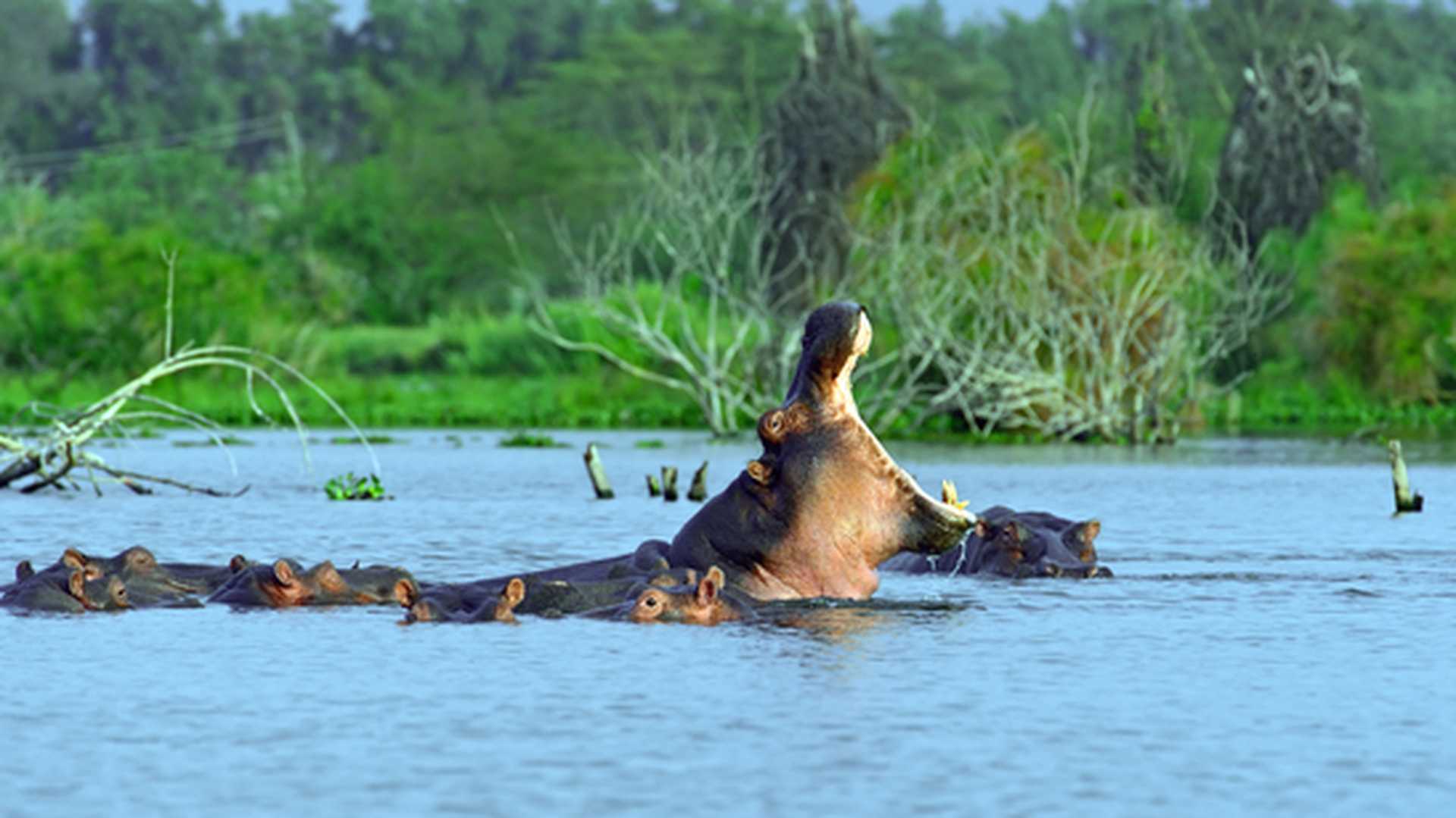 Hippos in Lake Naivasha National Park in Kenya