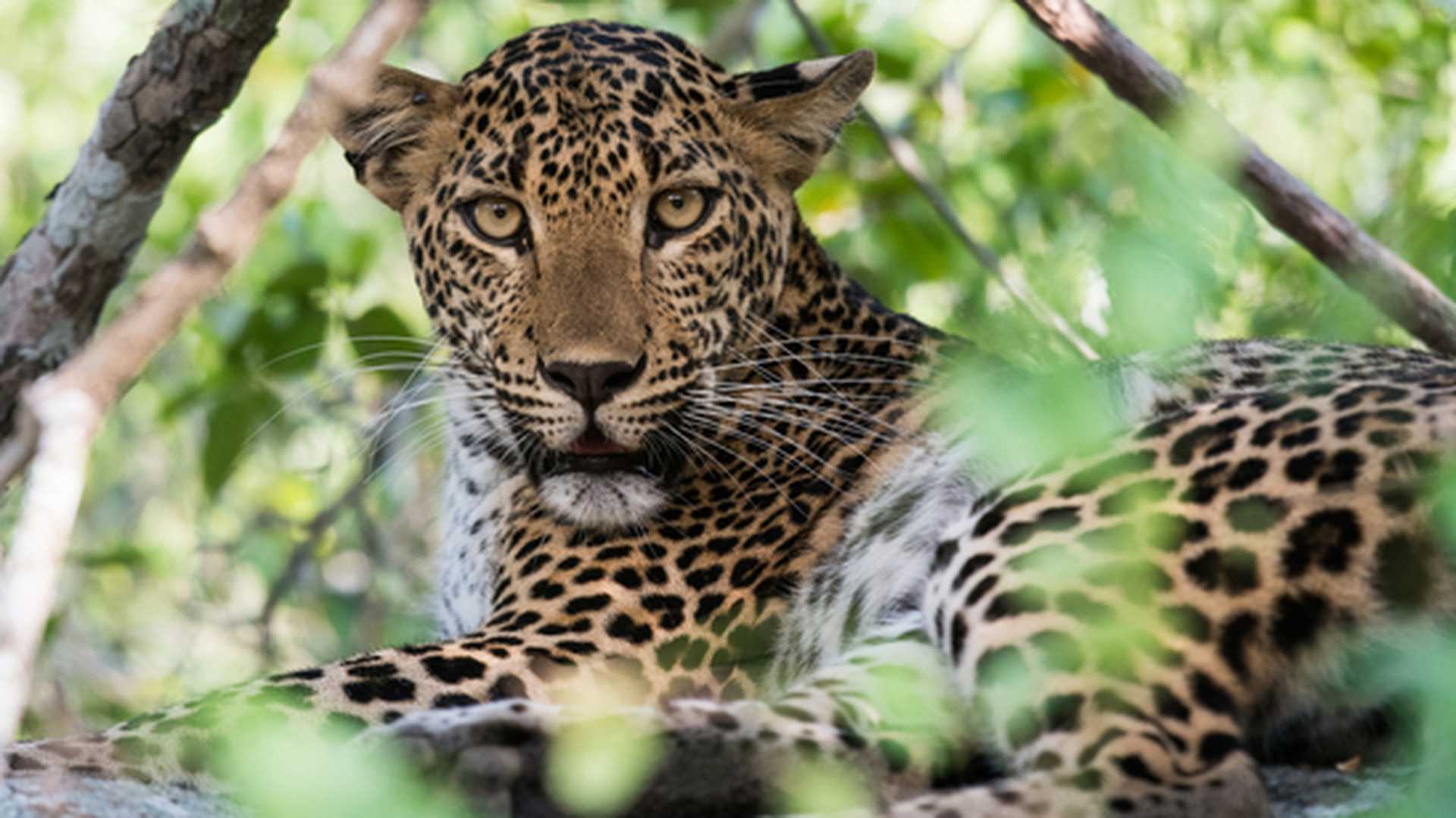 A leopard hides among the foliage in Sri Lanka